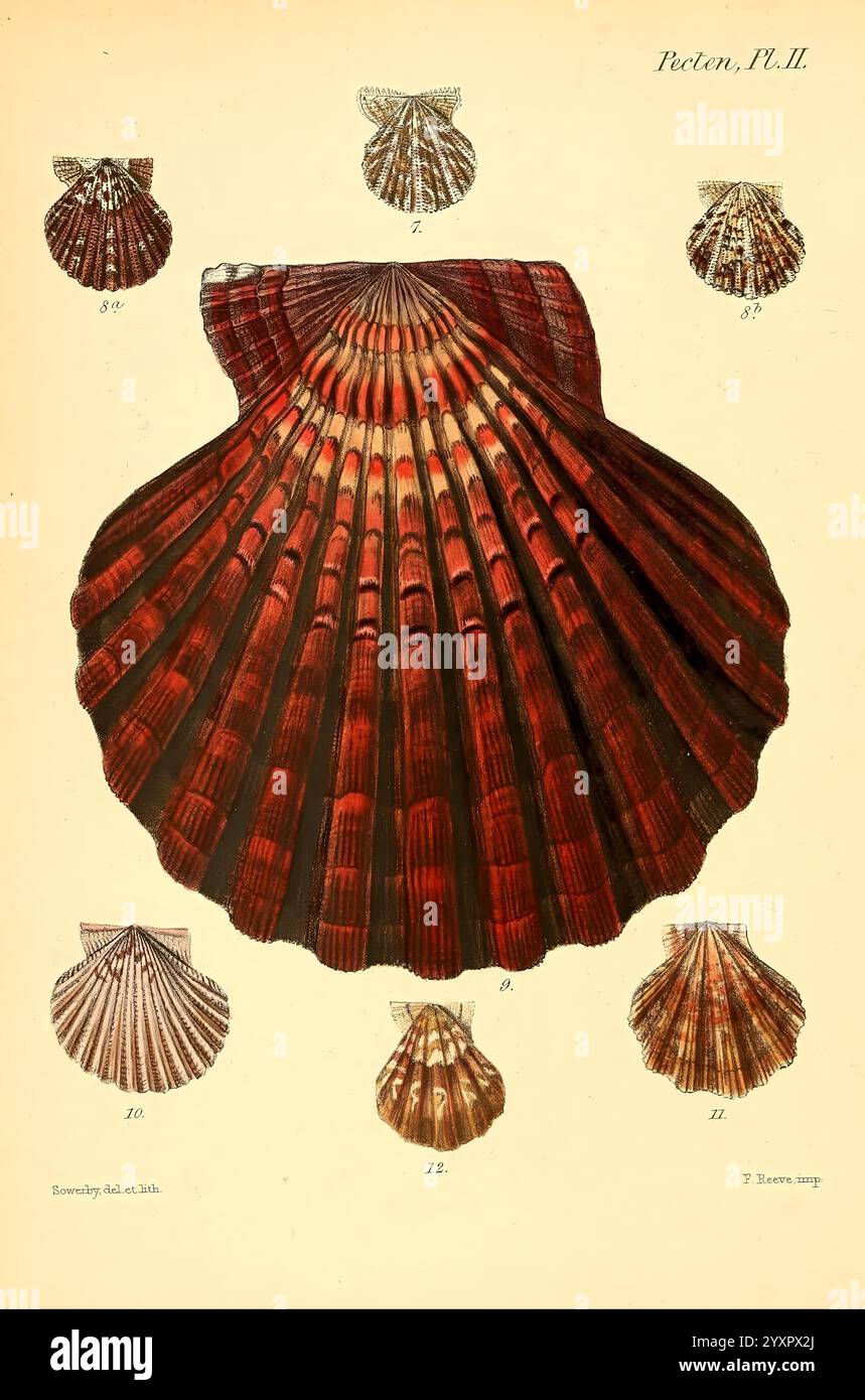 Conchologia iconica, ou illustrations des coquilles des animaux mollusques, Londres, Reeve, Brothers, 1843-1878, coquillages, mollusques, œuvres picturales, Une illustration détaillée présentant diverses espèces de coquilles Saint-Jacques, au centre de la composition se trouve une grande coquille Saint-Jacques à motifs complexes, caractérisée par sa texture nervurée saisissante et ses couleurs vives. Autour de cette pièce maîtresse se trouvent de plus petites représentations d'autres variétés de pétoncles, chacune étiquetée avec un numéro pour référence. Les coquilles présentent une gamme de designs, avec des motifs de lignes uniques et des gradations de couleurs qui mettent en valeur la beauté naturelle Banque D'Images