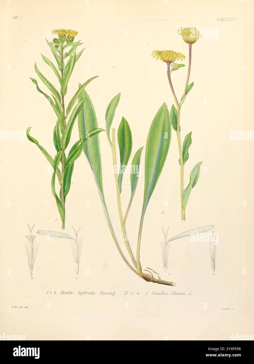 Icones florae Germanicae et Helveticae, simul Pedemontanae, Tirolensis, Istriacae, Dalmaticae, Austriacae, Hungaricae, Transylvanicae, Moravicae, Borussicae, Holsaticae, Belgicae, Hollandicae, ergo Mediae Europae. Lipsiae, F. Hofmeister , 1834-1912. [v. 1, 1850], Europe, œuvres picturales, plantes., L'illustration présente deux représentations détaillées d'une plante à fleurs, mettant en valeur à la fois son feuillage et ses fleurs. Sur la gauche, une grande tige est ornée de feuilles allongées en forme de lance, présentant une teinte verte riche. Le côté droit présente une tige fleurie avec des fleurs jaunes distinctes qui sont Banque D'Images