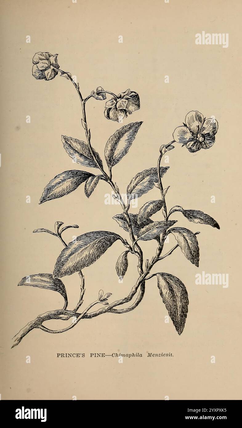 Les fleurs sauvages de Californie, San Francisco, Payot, Upham, & Company, 1902, californie, fleurs sauvages, une illustration du pin de Prince, scientifiquement connu sous le nom de Chimaphila menziesii. L'œuvre présente des représentations délicates et détaillées des feuilles et des fleurs de la plante, mettant en valeur sa tige mince caractéristique et son feuillage luxuriant. La conception complexe met l'accent sur la texture des feuilles et la forme unique des fleurs, fournissant une représentation claire de cette espèce de couverture végétale persistante couramment trouvée dans les zones boisées. L'étiquette botanique, bien visible, identifie la plante par b. Banque D'Images