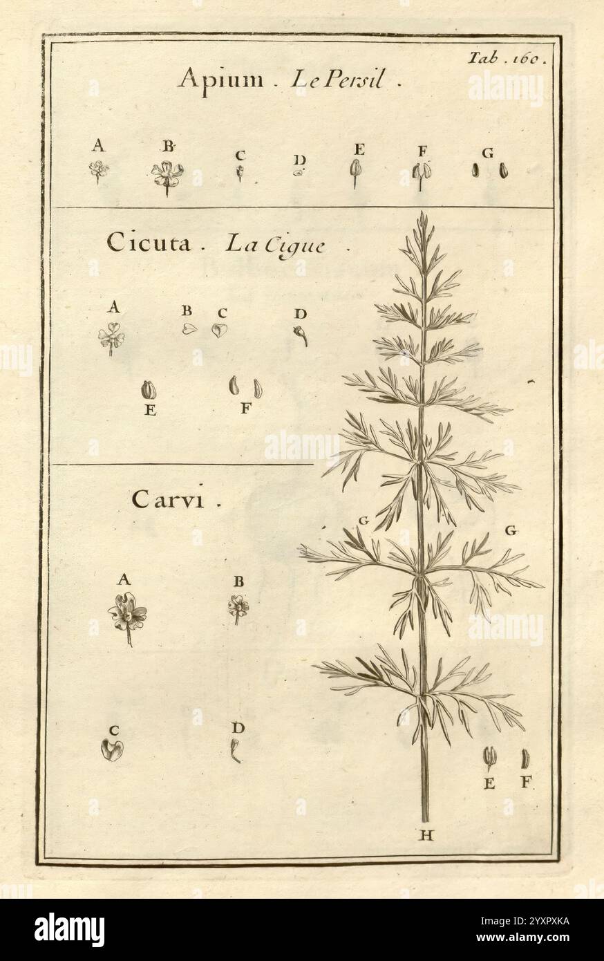 Joseph Pitton de Tournefort, Institutiones Rei herbariae, Parisiis, E Typographia Regia, 1700-[1703], botanique, œuvres pré-linnéennes, l'illustration présente trois spécimens botaniques : Apium (communément appelé persil), Cicuta (pruche d'eau) et Carvi (carvi). Chaque spécimen est méticuleusement étiqueté avec des lettres correspondant à différentes parties botaniques ou caractéristiques, y compris les feuilles, les fleurs et les graines. La section Apium met en évidence une représentation détaillée de ses feuilles plumeuses et de ses petites grappes de fleurs, tandis que la section Cicuta met en valeur une représentation plus complexe Banque D'Images