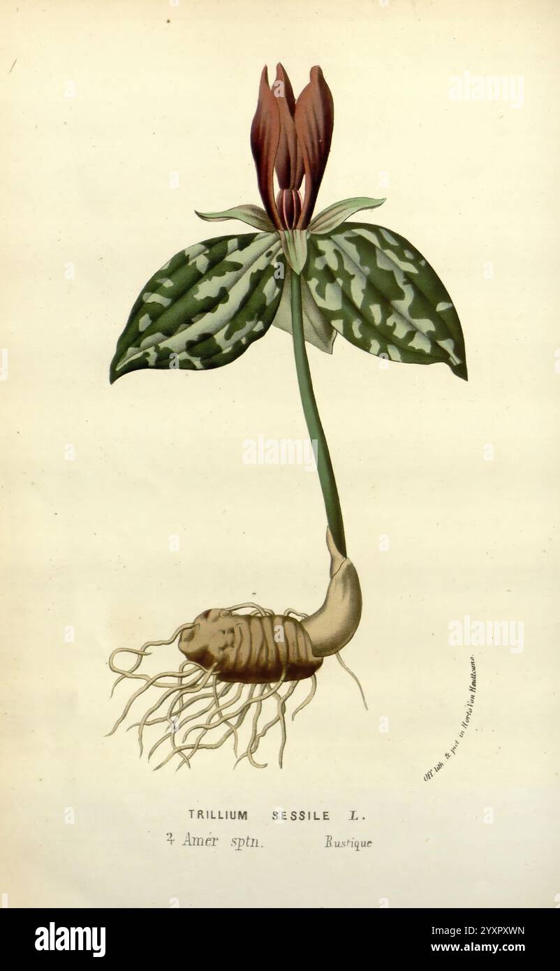 Flore des serres et des jardins de l'Europe A Gand, chez Louis van Houtte, éditeur, 1845-1880, l'illustration présente une étude botanique du Trillium sessile, mettant en évidence ses caractéristiques distinctes. Ses grandes feuilles larges, ornées d'un motif marbré frappant, sont bien en évidence exposées. La tige centrale contient un groupe de fleurs élégantes et brun-rougeâtre profond placées au sommet, chacune présentant six tépales ressemblant à des pétales qui se courbent gracieusement vers l'extérieur. Ci-dessous, la plante révèle sa structure souterraine avec un tubercule visible présentant des racines fibreuses, soulignant son orientation de croissance et son habitat Banque D'Images