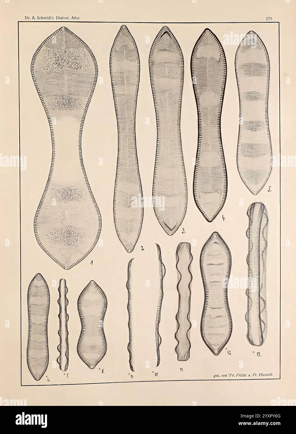 Atlas der Diatomaceen-Kunde Leipzig O.R. ReIsland 1874-19 atlases bacillariophyceae, Une collection d'illustrations complexes mettant en valeur divers types de parasites, en particulier les vers plats, disposés de manière systématique à des fins éducatives. Chaque spécimen est étiqueté avec un numéro pour référence, soulignant les formes, les tailles et les caractéristiques morphologiques uniques des organismes. Les illustrations démontrent la complexité et la diversité au sein de la classe des vers plats, fournissant un aperçu de leurs structures anatomiques et de leurs adaptations. Le travail au trait détaillé souligne les textures et le contour Banque D'Images