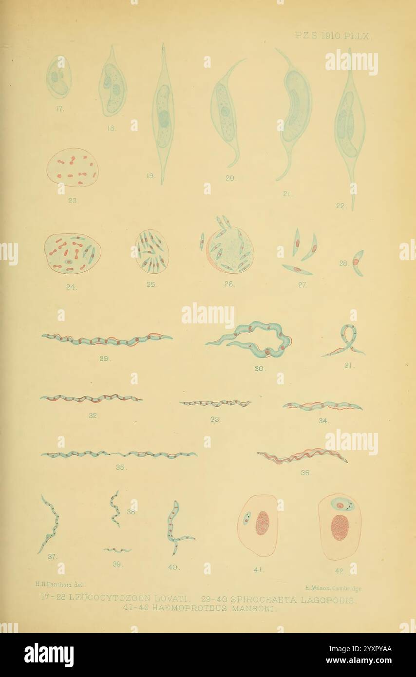 Proceedings of the Zoological Society of London, London, Academic Press Periodicals, Zoology, cette collection présente une série d'illustrations scientifiques représentant divers micro-organismes et structures cellulaires. Chaque figure étiquetée présente différentes formes de bactéries, protozoaires et autres organismes unicellulaires, mettant en évidence leurs formes et caractéristiques distinctes. Les illustrations sont méticuleusement détaillées, soulignant la diversité de la vie au niveau microscopique. Les principales caractéristiques, telles que les membranes cellulaires, les noyaux et les flagelles, sont clairement décrites, fournissant des informations pédagogiques sur le Banque D'Images