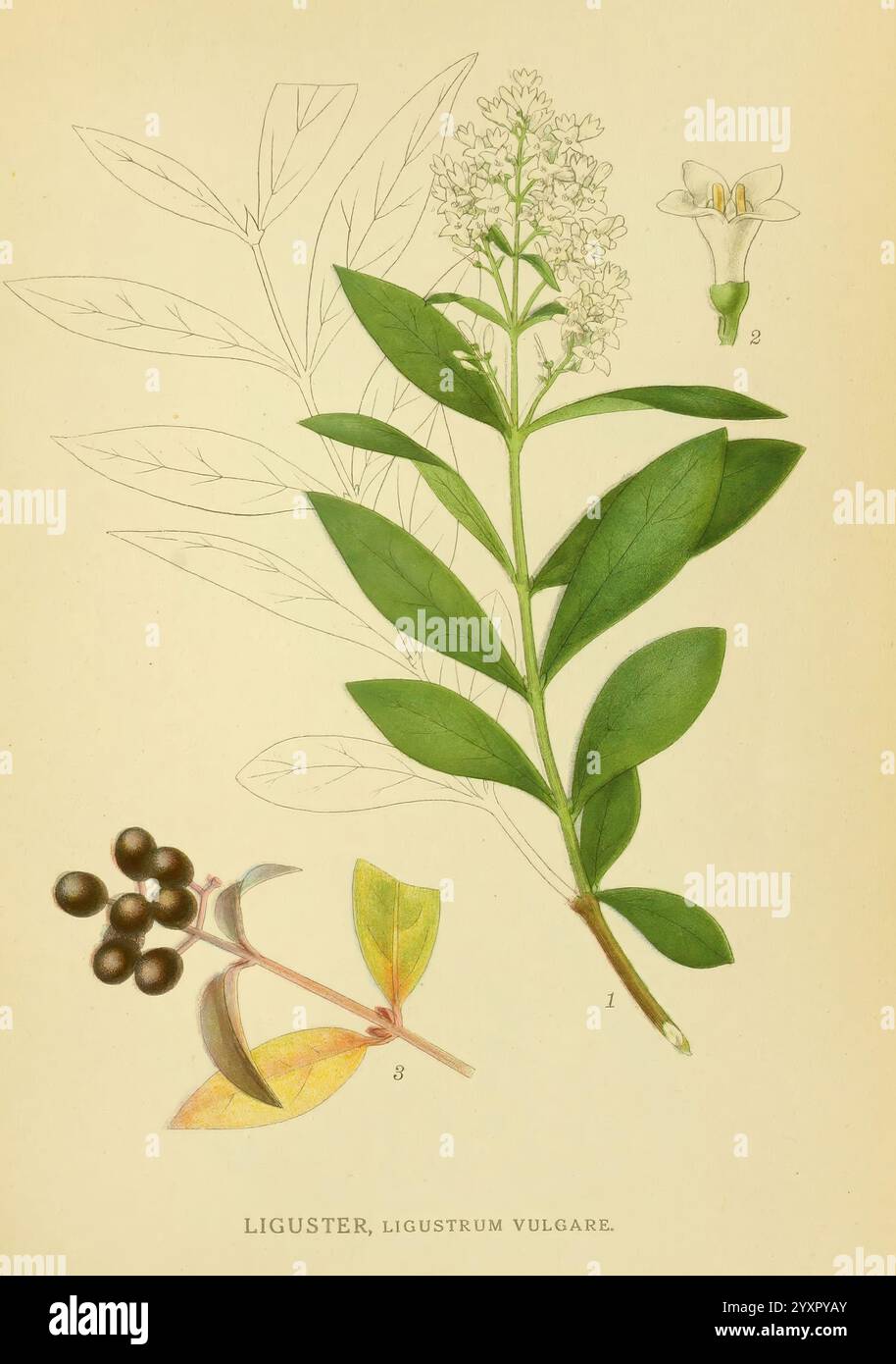 Billeder af nordens Flora, v.1 København, G.E.C. Gad's Forlag, 1917-1927. Plantes, Finlande, Scandinavie, le jardin botanique de New York, pictural worksustrum vulgare, l'illustration présente une étude botanique détaillée du Liguster, scientifiquement connu sous le nom de Ligustrum vulgare. La représentation centrale comprend une feuille verte luxuriante et des grappes de petites fleurs blanches délicates, capturant la structure complexe de la plante. Accompagnant la représentation primaire sont divers éléments étiquetés numériquement : une fleur en bourgeonnement, une feuille détaillée et des grappes de baies noires brillantes, mettant en valeur les différentes STA Banque D'Images