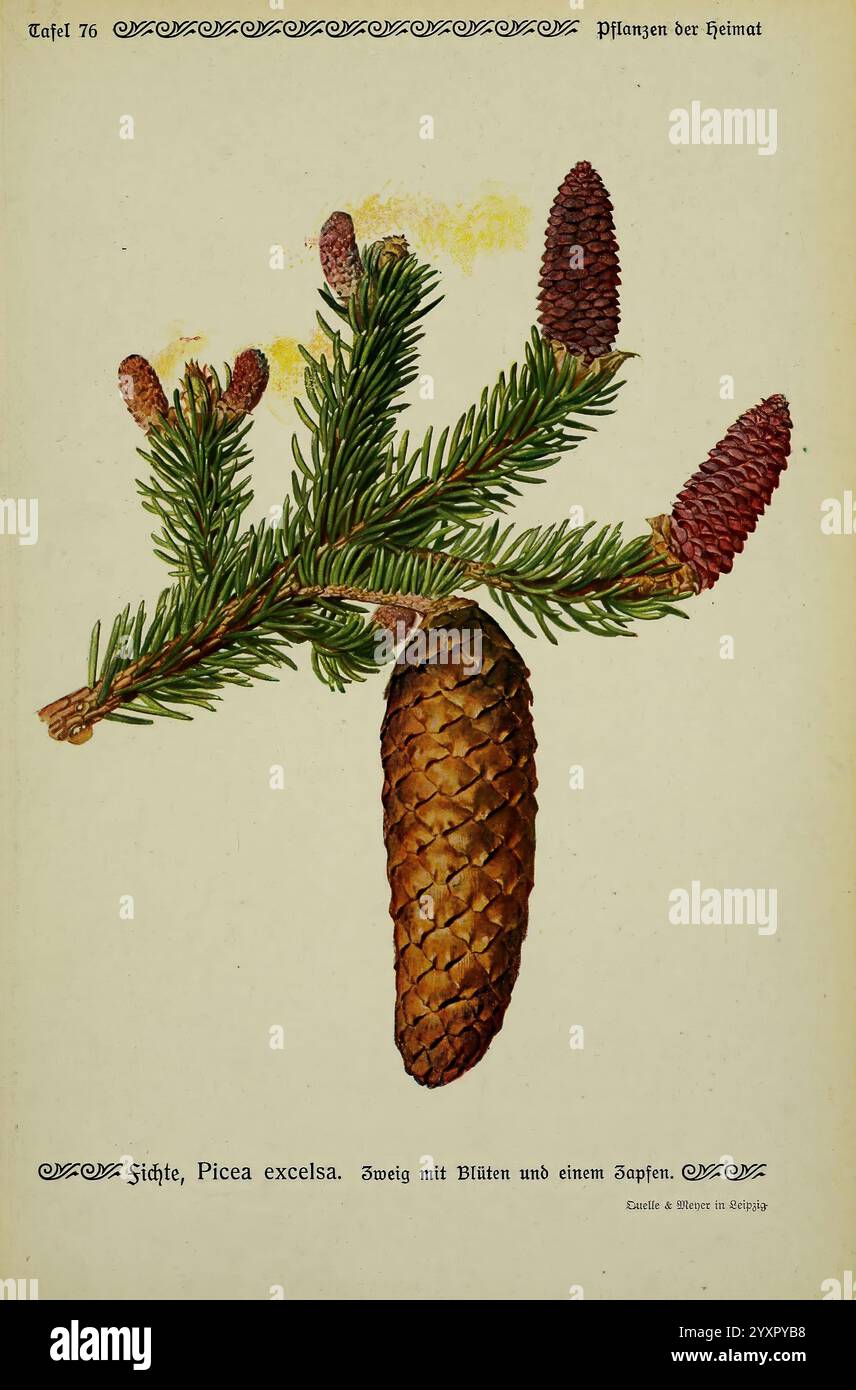 Pflanzen der Heimat Leipzig, quelle und Meyer, 1913. Allemagne, œuvres picturales, plantes, le jardin botanique de New York, Picea abies, Une illustration botanique détaillée représentant une branche de l'épinette de Norvège, identifiée comme Picea excelsa. La branche présente des aiguilles vertes vives ainsi que deux types de cônes distincts : un cône brun mûr et allongé et de jeunes cônes plus petits et teintés de violet. Les détails complexes soulignent la texture des aiguilles et les écailles des cônes, offrant une représentation claire de cette espèce de conifères. Le texte d'accompagnement étiquette élégamment le sujet, en mettant l'accent sur son Banque D'Images