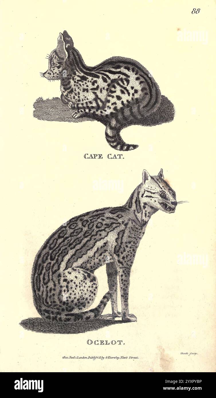 Zoologie générale, ou histoire naturelle systématique pt. Londres, imprimé pour G. Kearsley, 1800-1826, Zoology, l'illustration montre deux espèces félines sauvages distinctes communément associées à leurs marquages et habitats uniques. L'image du haut représente le Cape Cat, caractérisé par son corps arrondi et son motif de fourrure tachetée distinctif, offrant un avantage adaptatif dans son environnement naturel. Ci-dessous, l'Ocelot présente une forme plus allongée, ornée de larges taches et rayures frappantes qui l'aident à se fondre dans le sous-bois. Les deux chats sont représentés en position assise, ce qui permet aux téléspectateurs d'appliquer Banque D'Images