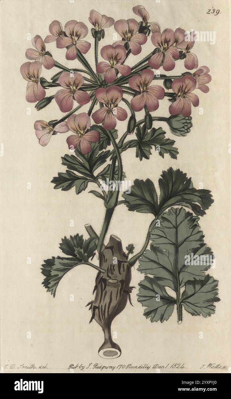 Geraniaceae, Londres, imprimé pour James Ridgway, Piccadilly, 1820-1830, XIXe siècle, Angleterre, gravures, Geraniaceae, géraniums, Grande-Bretagne, coloration à la main, œuvres picturales, Une représentation botanique magnifiquement illustrée présente de délicates fleurs roses au sommet d'une tige mince, mettant en valeur un amas de feuilles arrondies à la base. Les détails complexes soulignent la structure unique de chaque pétale, tandis que les feuilles sont richement texturées, offrant un fond luxuriant. Cette œuvre d'art est signée et datée, indiquant l'étude minutieuse de l'artiste de l'anatomie de la plante, capturant son essence avec élégance et Banque D'Images