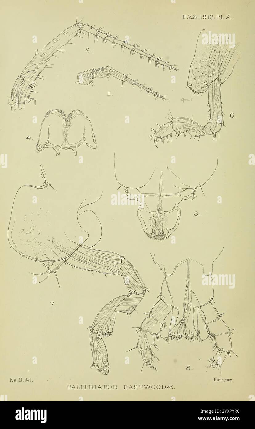 Proceedings of the Zoological Society of London, London, Academic Press Periodicals, Zoology, Une série de dessins au trait détaillés représentant diverses caractéristiques anatomiques d'une espèce d'insecte, peut-être un type de coléoptère. Les illustrations présentent des segments spécifiques, y compris la tête, les antennes et les jambes, mettant en évidence leur structure et leurs détails. Chaque dessin est numéroté pour référence, avec des annotations indiquant des parties spécifiques, telles que les parties buccales et les appendices, fournissant un aperçu de la morphologie et de la classification de l'insecte. L'attention méticuleuse aux détails souligne la complexité et l'ADAP Banque D'Images