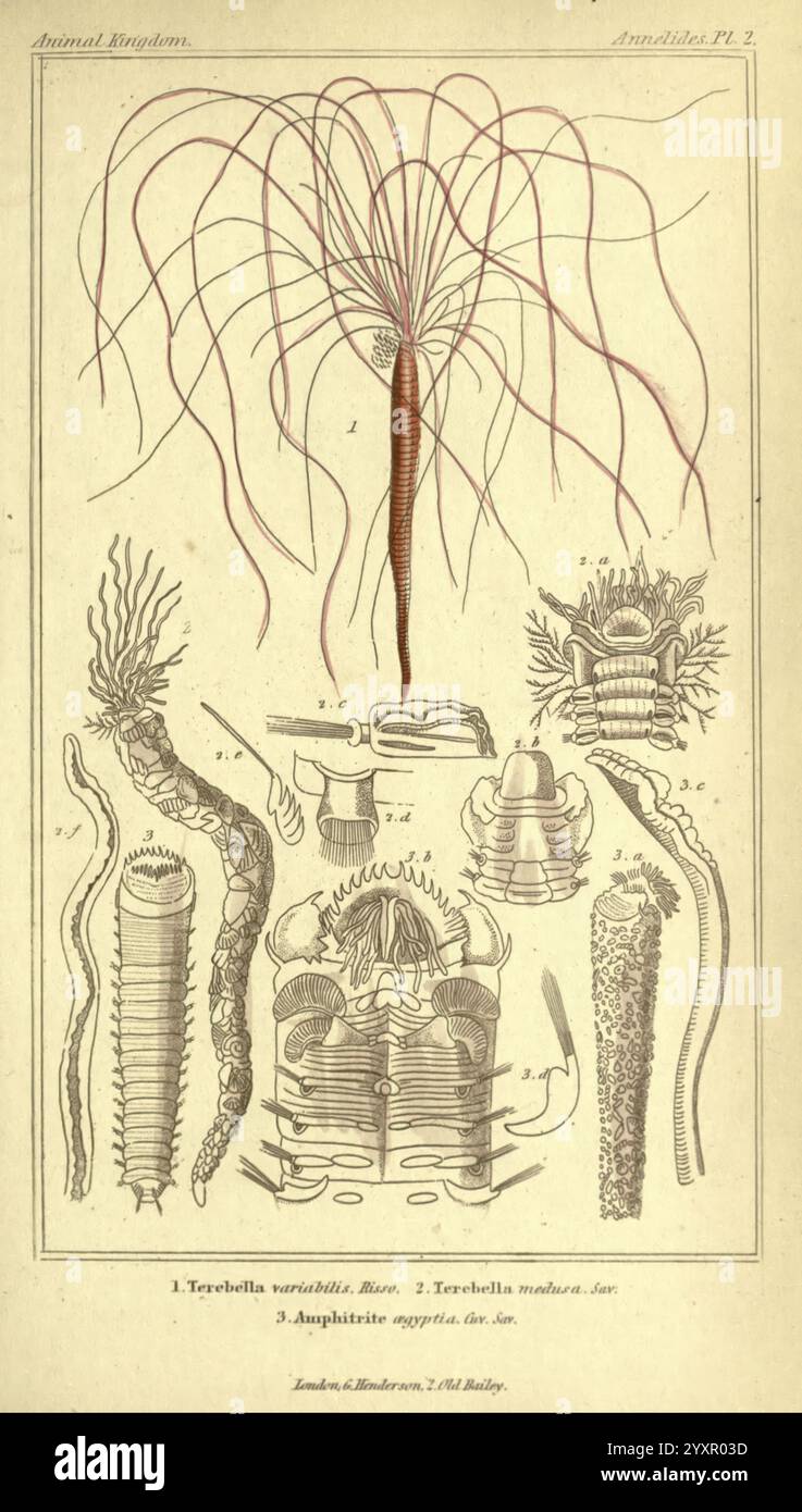 Le règne animal, arrangé selon son organisation, Londres, G. Henderson, 1834, Londres, Londres, l'illustration présente une variété d'organismes marins, en se concentrant principalement sur la structure des différentes espèces. En haut, une représentation détaillée d'une créature avec de longs appendices délicats fait saillie vers le haut, suggérant une adaptation pour capturer de la nourriture. Ci-dessous, plusieurs spécimens sont affichés, chacun mettant en évidence des caractéristiques anatomiques uniques telles que des corps segmentés, des structures en forme de soies et des appendices disposés selon différents motifs. Les étiquettes indiquent des espèces distinctes, y compris le tered Banque D'Images