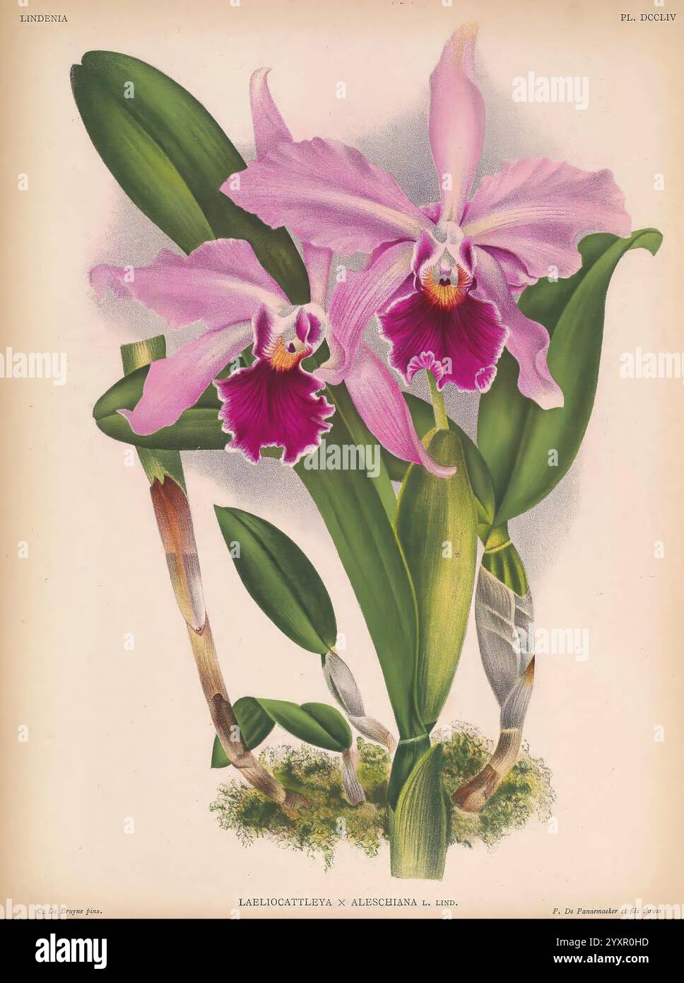 Lindenia Gand [Belgique], Impr. F. Meyer-van Loo, 1885-1906, classification, guides, nomenclature, nomenclature populaire, Orchidaceae, orchidées, œuvres picturales, terminologie, fleurs, tiges, feuilles, Une illustration magnifiquement détaillée de l'orchidée Laeliocattleya x Alexiana, mettant en valeur ses pétales roses saisissants et ses centres fuchsia vifs. Les fleurs délicates sont entourées de feuilles vertes luxuriantes, qui offrent une toile de fond vibrante. La composition met en évidence les caractéristiques complexes de l'orchidée, y compris ses formes et textures uniques, ce qui en fait une représentation captivante de th Banque D'Images