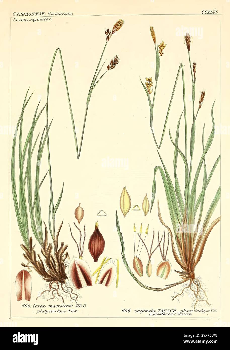 Icones florae Germanicae et Helveticae, simul Pedemontanae, Tirolensis, Istriacae, Dalmaticae, Austriacae, Hungaricae, Transylvanicae, Moravicae, Borussicae, Holsaticae, Belgicae, Hollandicae, ergo Mediae Europae, Lipsiae, F. Hofmeister 1834-1912, [v. 1, 1850], europe, œuvres picturales, plantes, l'illustration présente diverses espèces de plantes de la famille des Cyperaceae, communément appelées sedges. Il comprend des représentations détaillées des tiges, des feuilles et des structures florales. Les plantes sont agencées pour mettre en valeur leurs caractéristiques anatomiques distinctes, avec un accent sur la morphologie des racines, la forme Banque D'Images