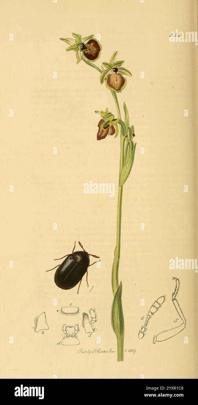 Entomologie britannique, v.2, Londres, imprimé pour l'auteur 1823-40, botanique, Grande-Bretagne, insectes, œuvres picturales, John Curtis, Megatom asserra, Ophrys aranifera, arthropode, arthropode, diversité éblouissante., l'illustration présente une représentation détaillée d'une plante à fleurs avec des tiges vertes distinctes et des fleurs uniques rappelant une orchidée stylisée. Les fleurs, suspendues aux tiges, présentent des motifs et des couleurs complexes, attirant l'attention sur leurs formes étranges. Sous la plante, un coléoptère noir est montré, donnant une impression d'échelle et de biodiversité. En outre, divers croquis d'insec Banque D'Images