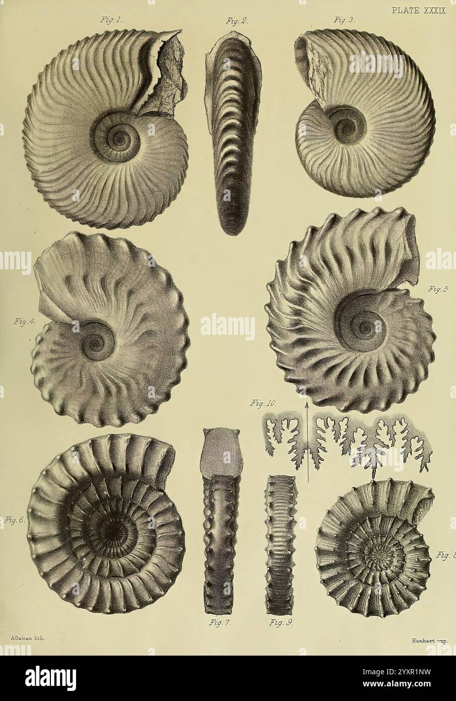 Monographie sur les Lias Ammonites of the British Islands London, imprimée pour la Palæontographical Society, 1878-86. Ammonoidea, Grande-Bretagne, Jurassique, paléontologie, cette collection présente diverses illustrations détaillées d'ammonites fossilisées, un groupe de mollusques marins éteints. La plaque présente de multiples spécimens disposés systématiquement, chacun présentant des motifs uniques et des formes enroulées qui mettent en évidence la diversité au sein de cette ancienne classe de céphalopodes. Les chiffres numérotés indiquent différentes espèces ou variations, soulignant leurs caractéristiques distinctives telles que les côtes Banque D'Images