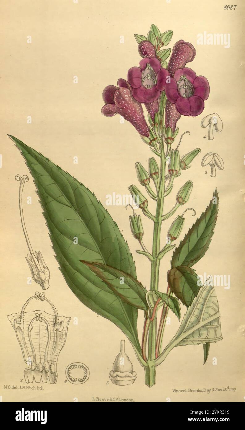 Curtis's Botanical Magazine, Londres, New York, illustration botanique, botanique, périodiques, œuvres picturales, plantes ornementales, Curtis., une illustration d'une plante à fleurs avec des fleurs violettes vibrantes avec des détails complexes, mettant en valeur la structure des fleurs et du feuillage. La plante est ornée de feuilles allongées et pointues qui présentent une venation proéminente. Sur le côté, il y a des représentations détaillées de différentes parties de la fleur, y compris une coupe transversale qui met en évidence l'anatomie interne. Cette étude botanique souligne à la fois la beauté et la complexité de la plante, ce qui en fait un valu Banque D'Images