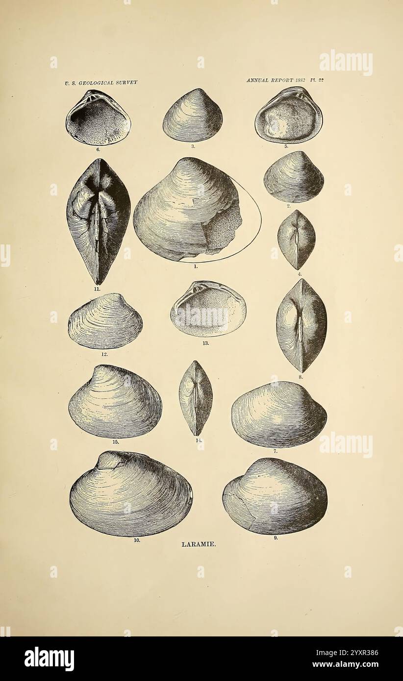 Une revue du fossile non marin Mollusca of North America, Washington, U.S.G.P.O, 1883, paléontologie, Amérique du Nord, mollusques, fossile, l'illustration présente une série de représentations détaillées de différentes formes de coquilles, chacune étiquetée avec des numéros d'identification spécifiques. Les coques présentent une gamme de formes et de tailles, soulignant leurs caractéristiques uniques, telles que la texture et les caractéristiques structurelles. Certains sont allongés tandis que d’autres sont plus arrondis, présentant des profils variés qui illustrent la diversité au sein des mollusques. L'arrangement met l'accent sur une classification systématique, avec delin clair Banque D'Images