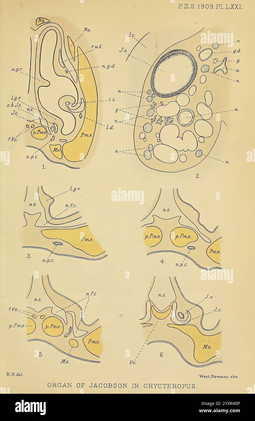 Proceedings of the Zoological Society of London, London, Academic Press Periodicals, Zoology, l'illustration montre une série de diagrammes anatomiques détaillés se concentrant sur l'organe de Jacobson chez l'espèce Crycetopus. Chaque segment est étiqueté avec différents termes anatomiques, mettant en évidence différentes vues et sections de l'organe. Les diagrammes incluent des descripteurs tels que ''lg'' (indiquant probablement des ligaments), ''n.p.c.'' (notant éventuellement des voies nerveuses), et ''F.m.'' (se référant potentiellement à des structures musculaires). Les variations de structure sont illustrées à travers de multiples perspectives, fournissant Banque D'Images