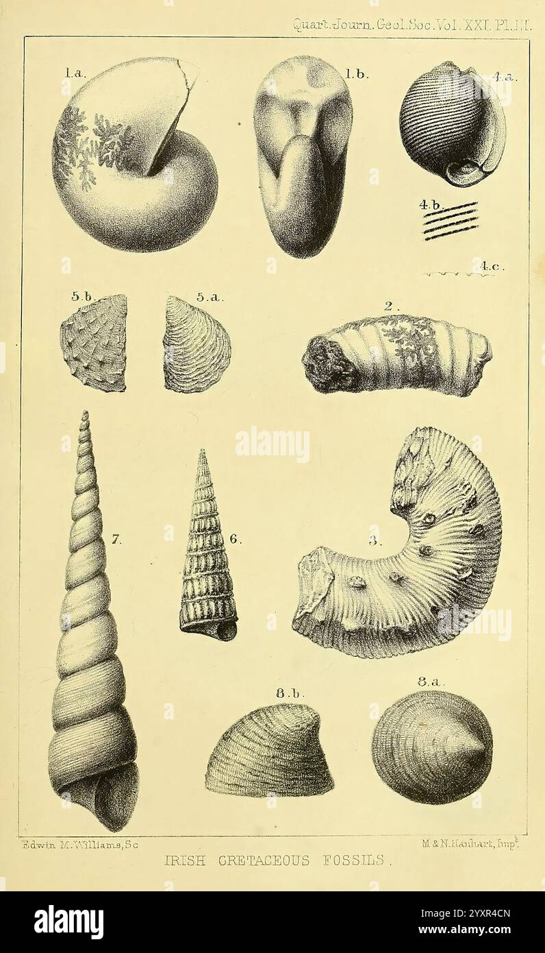 The Quarterly Journal of the Geological Society of London, v.21 (1865) Londres, géologie, périodiques, Une collection de divers coquillages exposés dans une disposition organisée, présentant diverses formes et textures. Les coques comprennent des spirales allongées, des formes nervurées et des formes arrondies, chacune étiquetée avec des numéros d'identification spécifiques pour référence. Parmi eux, on trouve des exemples comme la coquille de conque classique, une coquille à tourelle délicatement structurée et un spécimen enroulé avec des motifs ornementaux. L'arrangement met en évidence les détails complexes de chaque coquille, soulignant leurs caractéristiques uniques et la beauté O. Banque D'Images