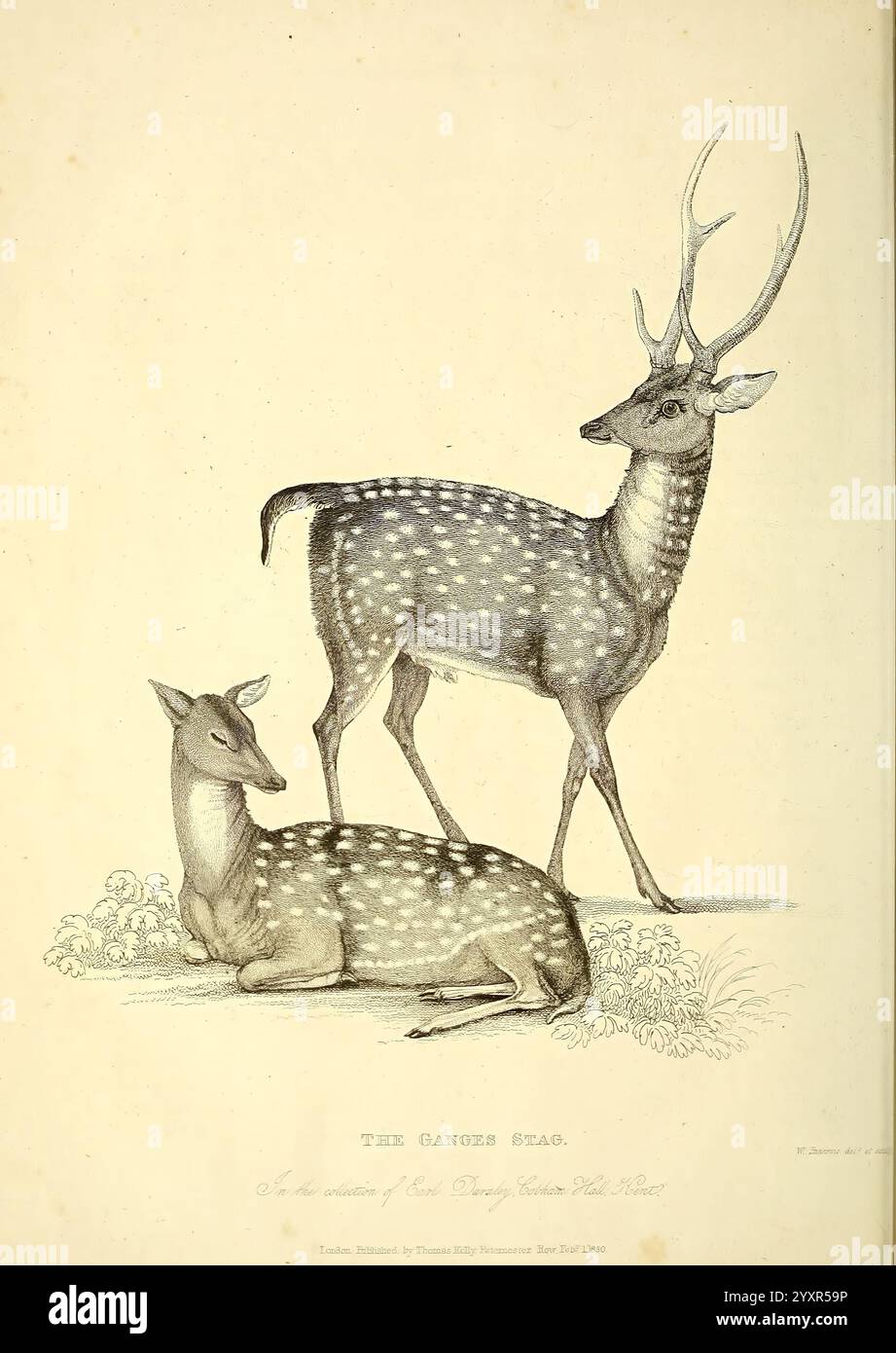 Les merveilles du Royaume animal Londres T. Kelly 1830 Grande-Bretagne cerf zoo animaux menageries comportement animal œuvres populaires, Une scène gracieuse représentant un couple de cerfs tachetés dans un cadre naturel serein. Les cerfs sont montrés dans un état détendu, avec une alerte debout et l'autre reposant confortablement sur le sol. Le cerf debout, orné de bois proéminents, affiche une posture stable, tandis que le cerf inférieur, avec ses caractéristiques délicates, semble tranquille. Leurs manteaux sont illustrés de taches blanches caractéristiques, ajoutant à leur élégance. Autour d'eux se trouvent des détails subtils de feuillage Banque D'Images