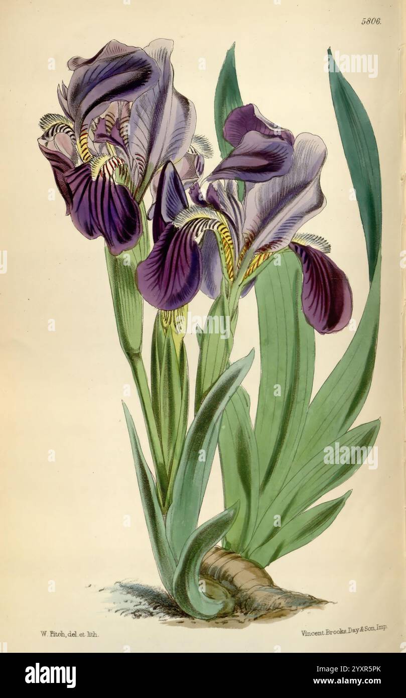 Curtis's Botanical Magazine, Londres, New York, illustration botanique, botanique, périodiques, œuvres picturales, plantes ornementales, Curtis, Une représentation magnifiquement illustrée d'une fleur d'iris pourpre, mettant en valeur ses pétales élégants et volants et ses motifs complexes. L'iris est haut avec des verts vibrants entourant la base, améliorant la richesse de la fleur. Les lignes détaillées soulignent les textures et les nuances des pétales, tandis que la composition souligne la forme gracieuse et la beauté naturelle de la plante. Parfait pour les amateurs de fleurs ou les amateurs d'art botanique, cette œuvre capture l'essence de Thi Banque D'Images