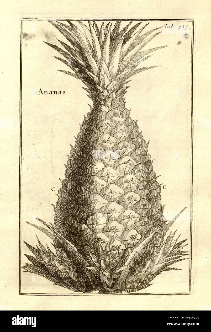 Josephi Pitton Tournefort, Institutiones Rei herbariae, Parisiis, E Typographia Regia, 1700-[1703], botanique, œuvres pré-linnéennes, une illustration minutieusement détaillée d'un ananas, étiqueté ''ananas'' en haut. L'œuvre met en valeur la texture unique et les motifs géométriques des écailles de l'ananas, avec un accent sur la couronne épaisse et la base feuillue. La composition met en valeur la forme et les caractéristiques distinctives du fruit, reflétant un style botanique qui met l'accent à la fois sur la beauté et la précision scientifique. Banque D'Images
