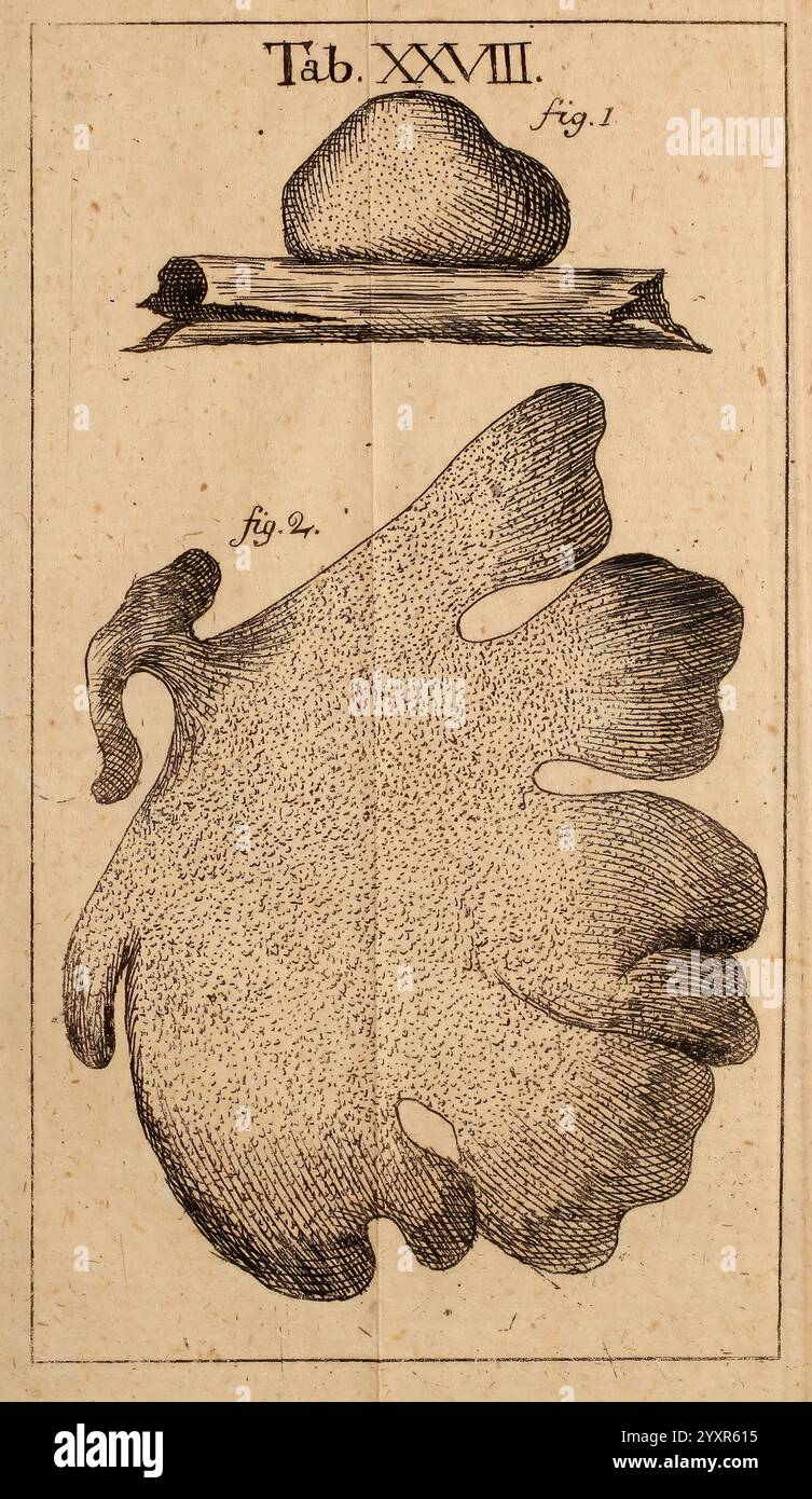 Dissertationes ad scientiam naturalem pertinentes Pragæ sumptibus W. Gerle 1772 histoire naturelle champignons mycologie Poria membranacea Poria pulvinata, l'illustration présente deux formes distinctes d'un spécimen botanique. Au sommet, il y a une structure arrondie ressemblant à une croissance bulbeuse ou à des champignons, reposant sur une surface plane qui peut représenter le sol ou un morceau de bois. Ci-dessous, une feuille ou une fronde plus grande taille, de forme complexe, présente un contour ondulé et lobé, suggérant un lien avec les plantes marines ou aquatiques. Le travail au trait détaillé souligne les textures et les contours des deux spécimens, invitant le vi Banque D'Images