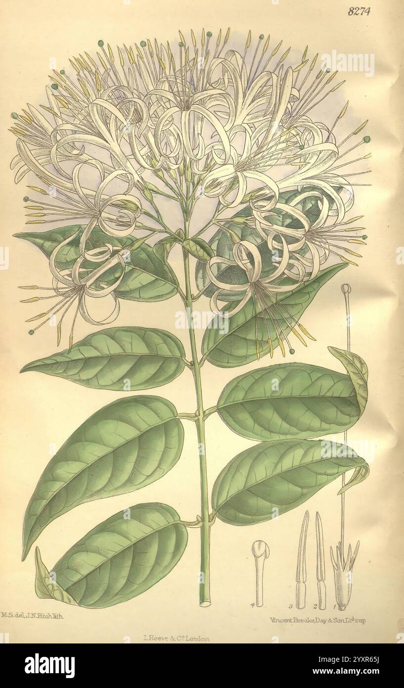 Curtis's Botanical magazine, Londres, New York, illustration botanique, botanique, périodiques, œuvres picturales, plantes ornementales., l'image présente une illustration botanique d'une plante à fleurs, avec une tige proéminente ornée de feuilles vertes luxuriantes. Au sommet, un groupe de fleurs blanches délicates et en spirale éclate, mettant en valeur des détails complexes dans leur structure de pétales et un ensemble d'étamines dépassant du centre. Accompagnant l'image principale, il y a des illustrations plus petites qui représentent les différentes parties de la plante, y compris les bourgeons et autres composants floraux, fournissant une comp Banque D'Images