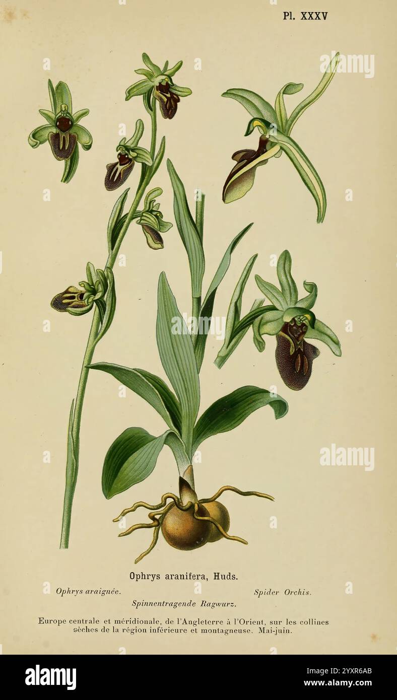 Album des orchidées de l'Europe centrale et septentrionale, Genève, librairie Georg, 1899, Europe, Orchidaceae, le jardin botanique de New York, œuvres picturales, Ophrys sphegodes, cette illustration met en valeur l'Ophrys araneifera, communément appelée orchidée araignée. La plante présente des fleurs distinctives qui ressemblent à la forme et à la couleur d'une araignée, ce qui est une adaptation unique pour attirer les pollinisateurs. Le dessin souligne les détails complexes des pétales et sépales de l'orchidée, soulignant sa beauté naturelle. La composition comprend les feuilles vertes luxuriantes de la plante et une représentation détaillée de Banque D'Images