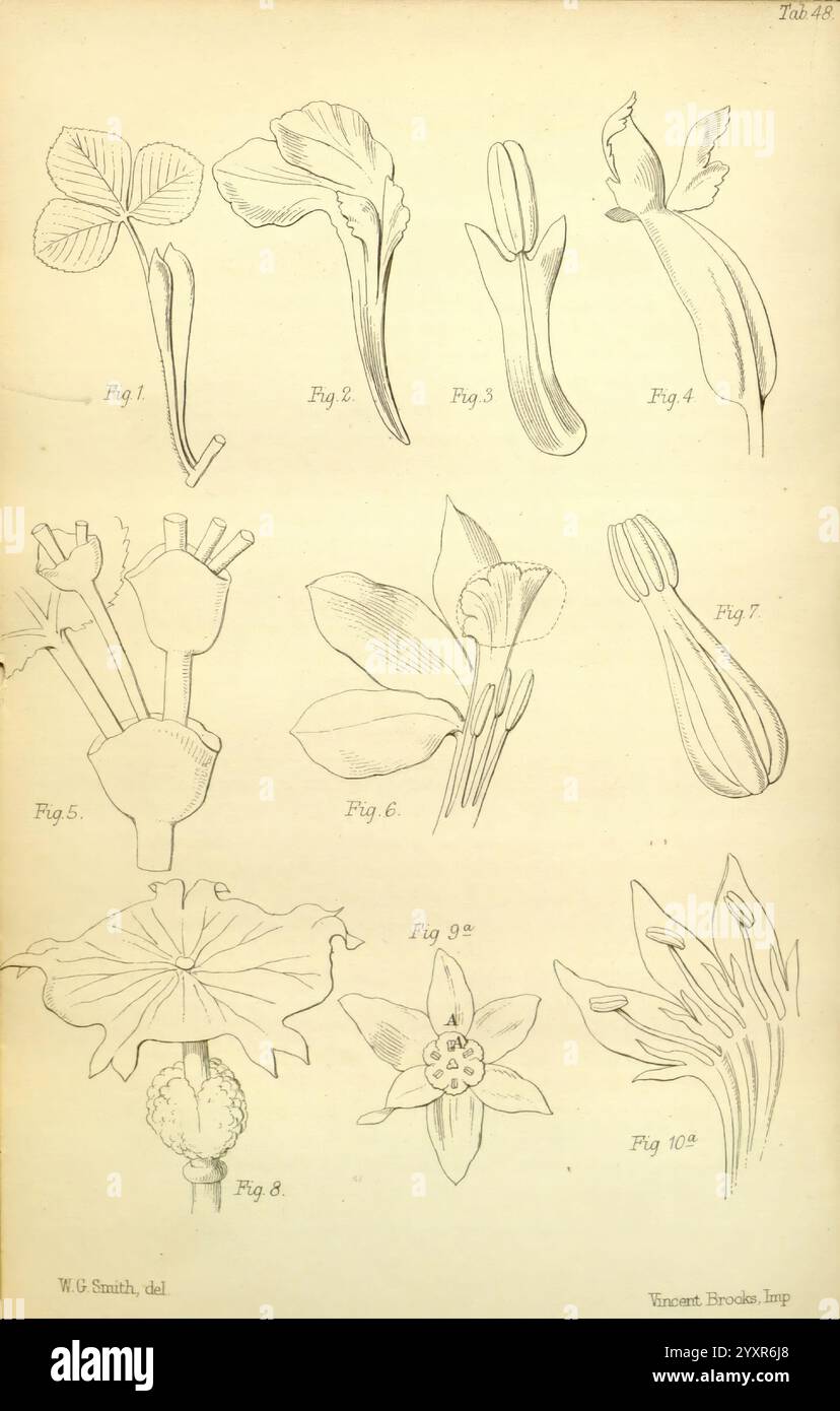 Journal of Botany, British and Foreign London Robert Hardwicke 1863-1942 Botany Great Britain Periodicals plants, l'œuvre d'art présentée présente une série d'illustrations botaniques, mettant en valeur divers spécimens de plantes disposés dans un format de grille. Chaque figure est repérée par un numéro correspondant, de la figure 1 à la figure 10. - La figure 1 représente une structure de feuille délicate. - La figure 2 illustre une petite fleur avec des pétales distincts. - La figure 3 met en évidence une forme florale unique, éventuellement un bourgeon ou une fleur. - La figure 4 présente une fleur allongée avec une courbe gracieuse. - La figure 5 présente une vue détaillée de la reproduction d'une plante Banque D'Images