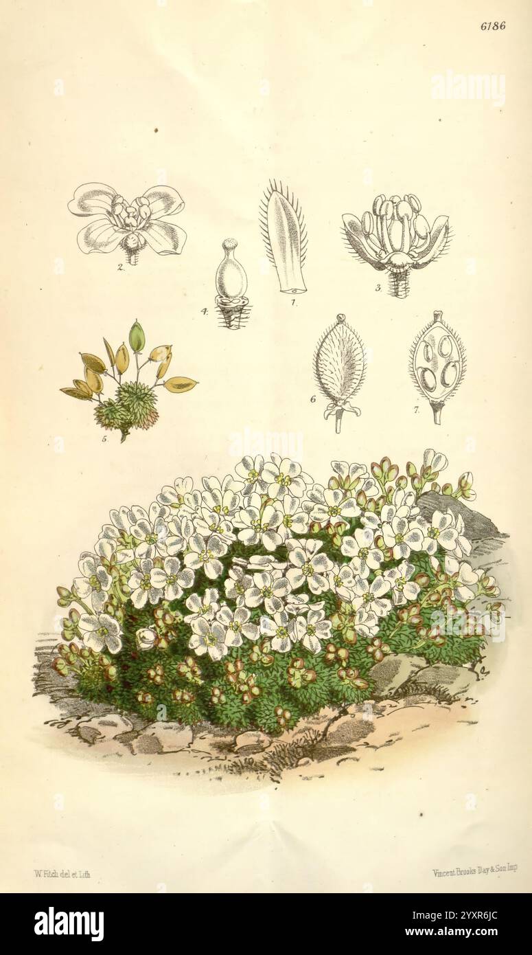 Curtis's Botanical Magazine, Londres, New York, illustration botanique, botanique, périodiques, œuvres picturales, plantes ornementales, Curtis, l'illustration présente un amas luxuriant d'une plante à fleurs, caractérisée par ses fleurs blanches abondantes qui présentent des pétales délicats et des étamines jaunes proéminentes. Autour des fleurs est une toile de fond de feuillage vert, soulignant la santé vibrante de la plante. Au-dessus de la grappe, divers dessins botaniques représentent différentes parties de la plante, y compris des représentations détaillées de fleurs, de fruits et de graines, chacune étiquetée avec un numéro correspondant pour refere Banque D'Images