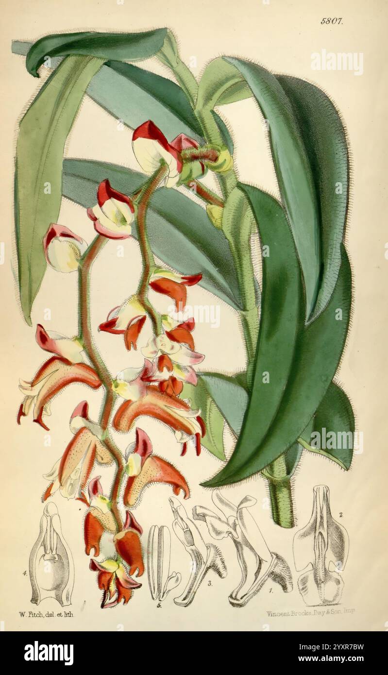 Curtis's Botanical Magazine, Londres, New York, illustration botanique, botanique, périodiques, œuvres picturales, plantes ornementales, Curtis, Une plante orchidée magnifiquement illustrée mettant en valeur sa structure florale complexe. La fleur centrale présente des pétales orange et rouge vibrants avec des marques délicates, complétées par un feuillage vert qui l'entoure. Sous la fleur principale, des croquis supplémentaires mettent en évidence les différents détails anatomiques et les formes de l'orchidée, y compris ses formes et textures uniques. La composition globale souligne l'élégance et la complexité de ce spécimen botanique, la capture Banque D'Images