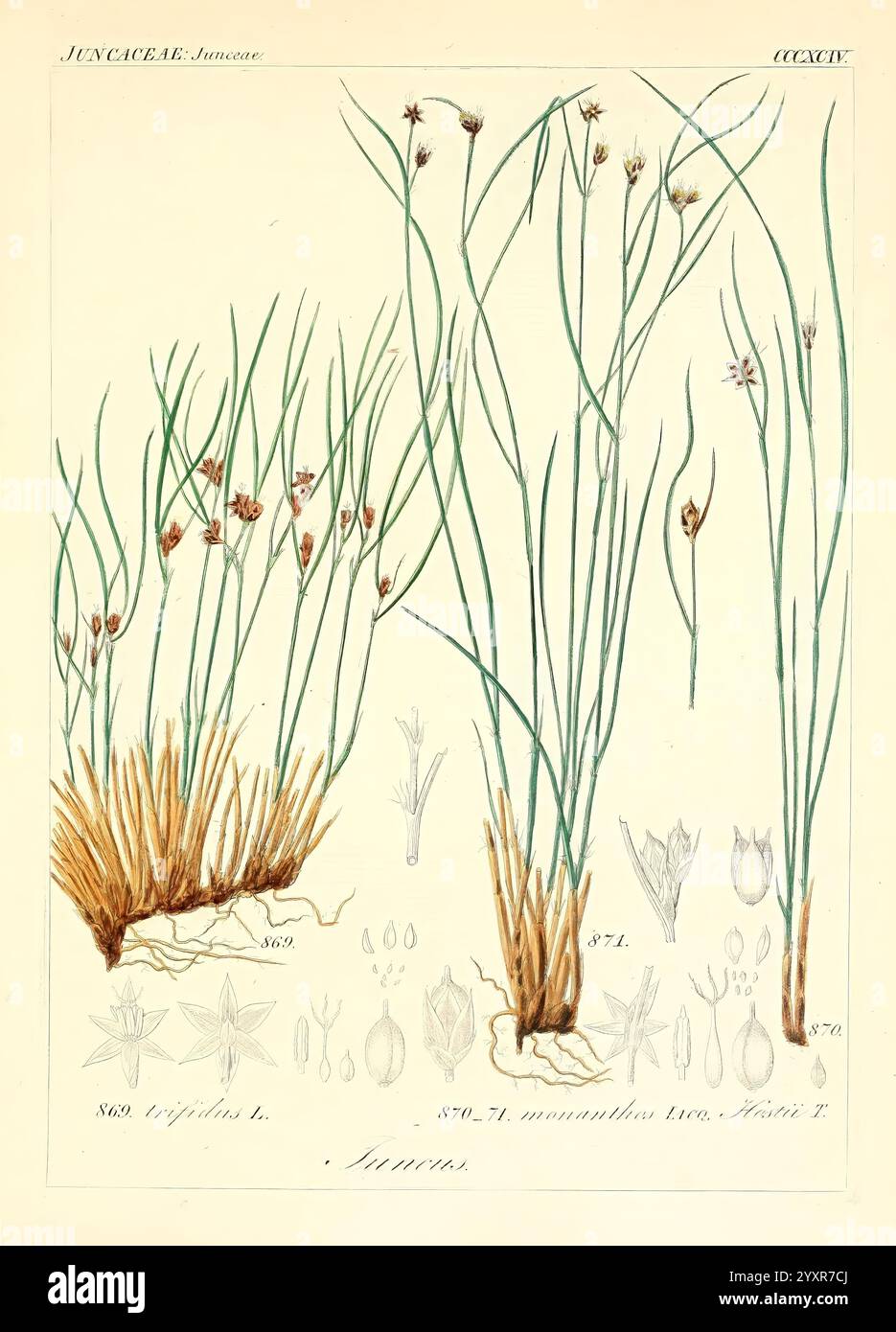 Icones Florae Germanicae Helveticae Pedemontanae Tirolensis Istriacae Dalmaticae Austriacae Hungaricae Transylvanicae Moravicae Borussicae Holsaticae Belgicae Hollandicae Europae Lipsiae F. Hofmeister 1834-1912 Europe œuvres picturales plantes, l'illustration présente de hautes plantes élancées ressemblant à de l'herbe avec des lames délicates et allongées. De petites grappes de fleurs minuscules poussent sur des tiges minces et verticales, présentant une gamme variée d'arrangements floraux. Des croquis botaniques détaillés dans la section inférieure décrivent les différentes parties de la plante, y compris les structures florales et les formations de graines, étiquetées pour Banque D'Images