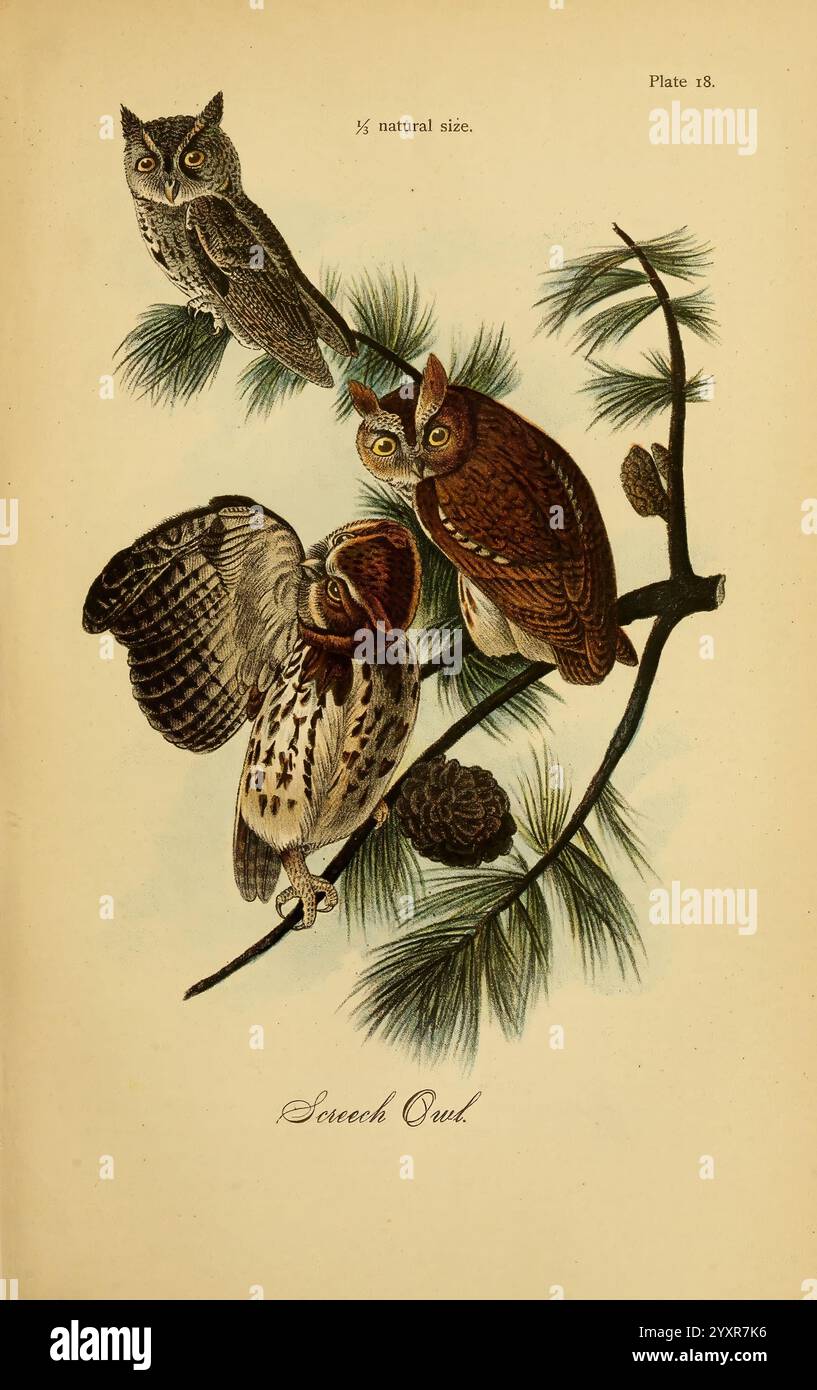 Rapport sur les oiseaux de Pennsylvanie, Harrisburg, E.K. Meyers, State Printer, 1888, Birds, Pennsylvania, Owl, Megascops asio, Une illustration détaillée mettant en vedette trois espèces distinctes de chouettes cramoisies perchées sur une branche de pin. Chaque hibou affiche des motifs et des couleurs de plumage uniques, avec des détails riches soulignant leurs plumes. Les grands yeux expressifs des hiboux sont représentés, mettant en valeur leur vigilance caractéristique. Autour d'eux, la branche de pin ornée de pommes de pin et d'aiguilles ajoute un contexte naturel à la scène, mettant l'accent sur l'habitat des hiboux. Cette assiette éducative capture la beauté et Banque D'Images