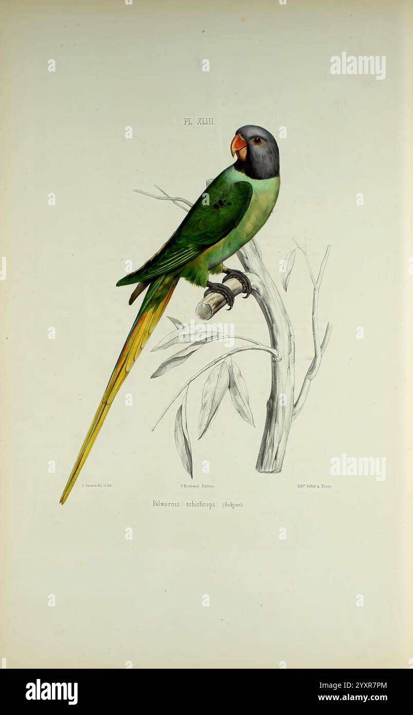 Iconographie des perroquets, Paris, P. Bertrand, 1857, oiseau, oiseaux, perroquets, perroquets, œuvres picturales, œuvres populaires, Psittacula himalayana, perruche à tête latente, Un portrait magnifiquement illustré d'une perruche perchée sur une branche, mettant en valeur son plumage vert éclatant avec une queue jaune frappante. L'oiseau présente un mélange unique de couleurs, y compris une tête bleu grisâtre et un bec orange vif. Des feuilles délicates et une représentation détaillée de la branche ajoutent à la composition, mettant en évidence l'habitat naturel de cette espèce aviaire captivante. L'illustration capture l'essence de la perruche Banque D'Images