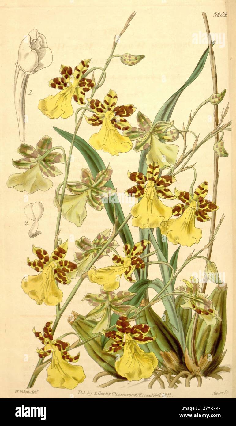 Curtis's Botanical magazine London New York Botanical illustration botanique périodiques œuvres picturales plantes ornementales Curtis Mexico, cette illustration présente un groupe d'orchidées jaunes vibrantes, caractérisées par leurs marques brunes distinctives. Les fleurs sont élégamment disposées sur des tiges minces qui s'élèvent gracieusement d'un feuillage vert luxuriant. Dans le coin supérieur gauche, il y a un dessin détaillé d'une seule floraison d'orchidée, fournissant un regard plus attentif à sa structure complexe. La composition globale souligne la beauté et la complexité de ces plantes exquises, mettant en valeur leurs motifs uniques Banque D'Images