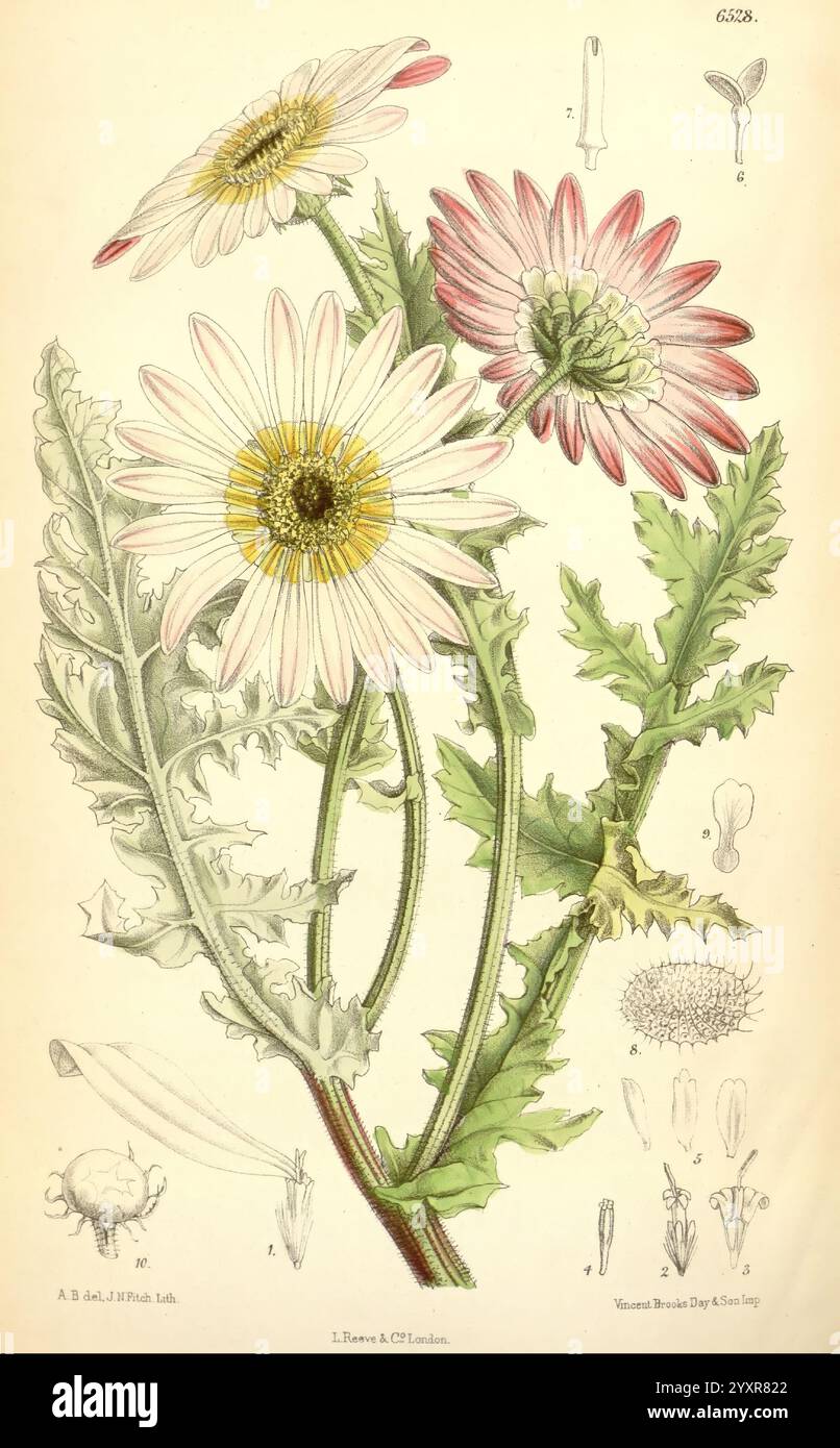 Curtis's Botanical Magazine London New York Botanical illustration botanique périodiques travaux picturaux plantes ornementales Curtis Anne Henslow Barnard femmes en Science 9 Arctotis Aspera Anne Henslow Barnard, une illustration botanique complexe mettant en vedette trois marguerites en fleurs, mettant en valeur leurs pétales délicats dans des tons de rose et de blanc. Les fleurs sont serties contre des feuilles vertes luxuriantes qui présentent une texture dentelée. Autour des principales fleurs se trouvent des croquis détaillés de l'anatomie de la fleur, y compris les différentes étapes du développement et de la structure des bourgeons. Cette représentation souligne la beauté complexe de th Banque D'Images