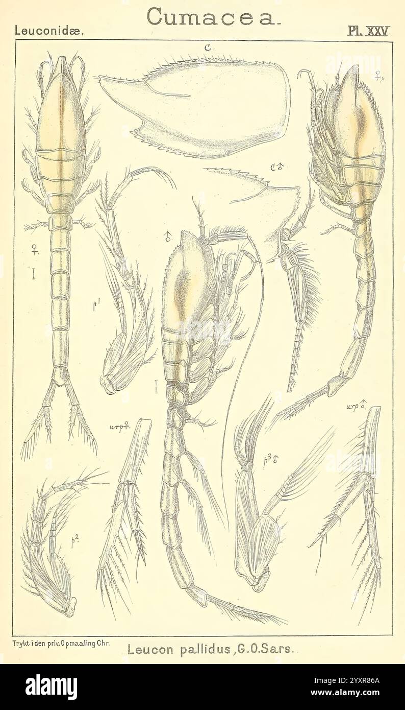 Un récit des crustacés de Norvège, Christiania, A. Cammermeyer, 1895-1928, crustacés, Norvège, crustacés, illustration scientifique détaillée représentant diverses caractéristiques anatomiques de la Cumacea, en particulier l'espèce Leucon pallidus. L'illustration montre plusieurs vues et parties étiquetées de l'organisme, y compris son corps segmenté, ses antennes et ses appendices. Chaque section du dessin est méticuleusement étiquetée avec des lettres pour identifier des caractéristiques spécifiques, mettant en évidence la morphologie et la structure de l'organisme. L'illustration fait partie d'une étude plus vaste sur la famille des Leuconidae, contri Banque D'Images