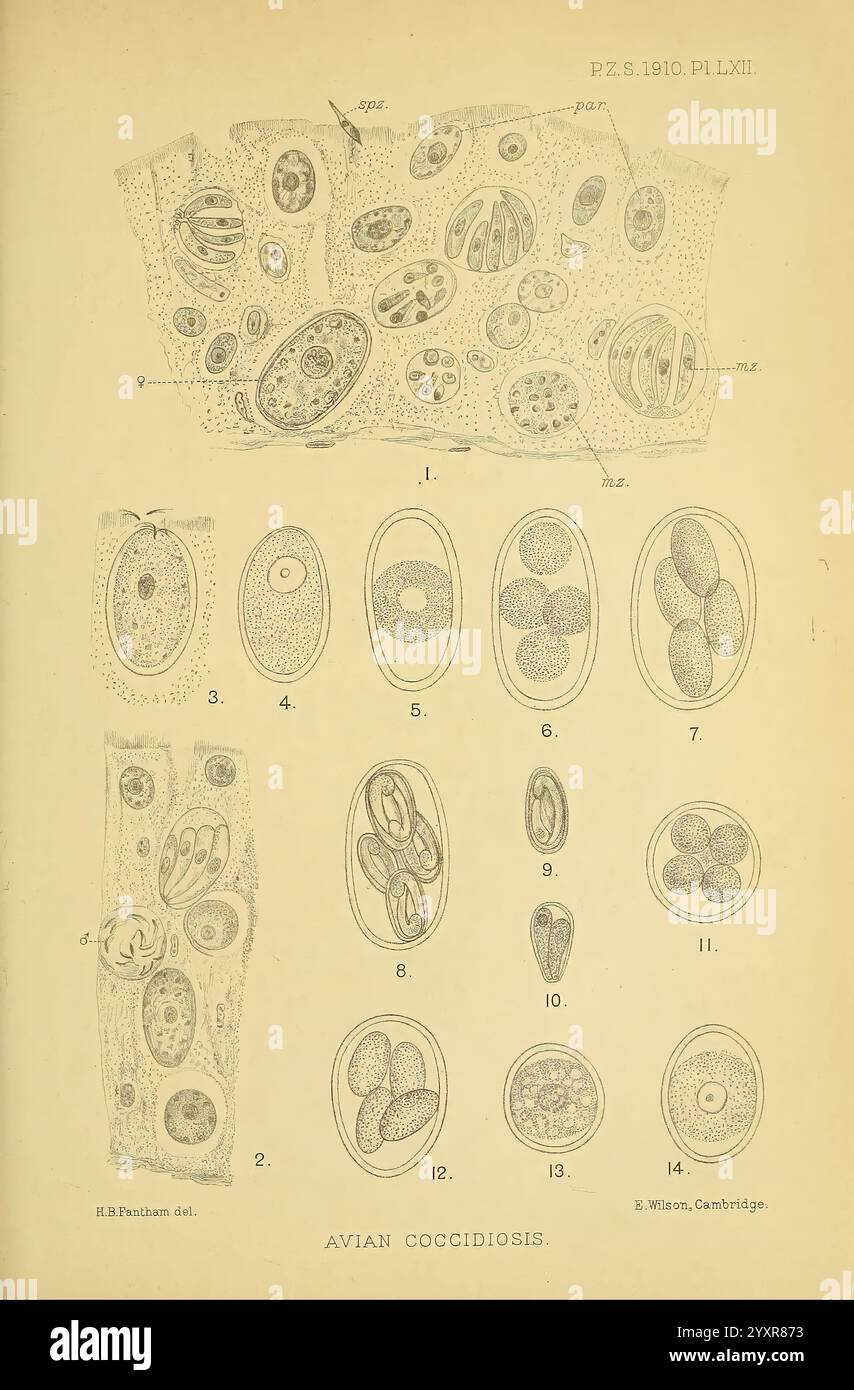 Proceedings of the Zoological Society of London, London, Academic Press Periodicals, Zoology, l'illustration met en évidence les différentes étapes de la coccidiose aviaire, une maladie parasitaire affectant les oiseaux. Des dessins détaillés illustrent de multiples formes d'oocystes, y compris des stades immatures et matures, ainsi que des variantes sporulées et non sporulées. Chaque spécimen est étiqueté avec des références numériques, facilitant l'identification et l'étude. L'arrangement met en évidence la complexité du cycle de vie et de la morphologie de la coccidie, contribuant ainsi à une meilleure compréhension de cet important pathogène aviaire. Banque D'Images