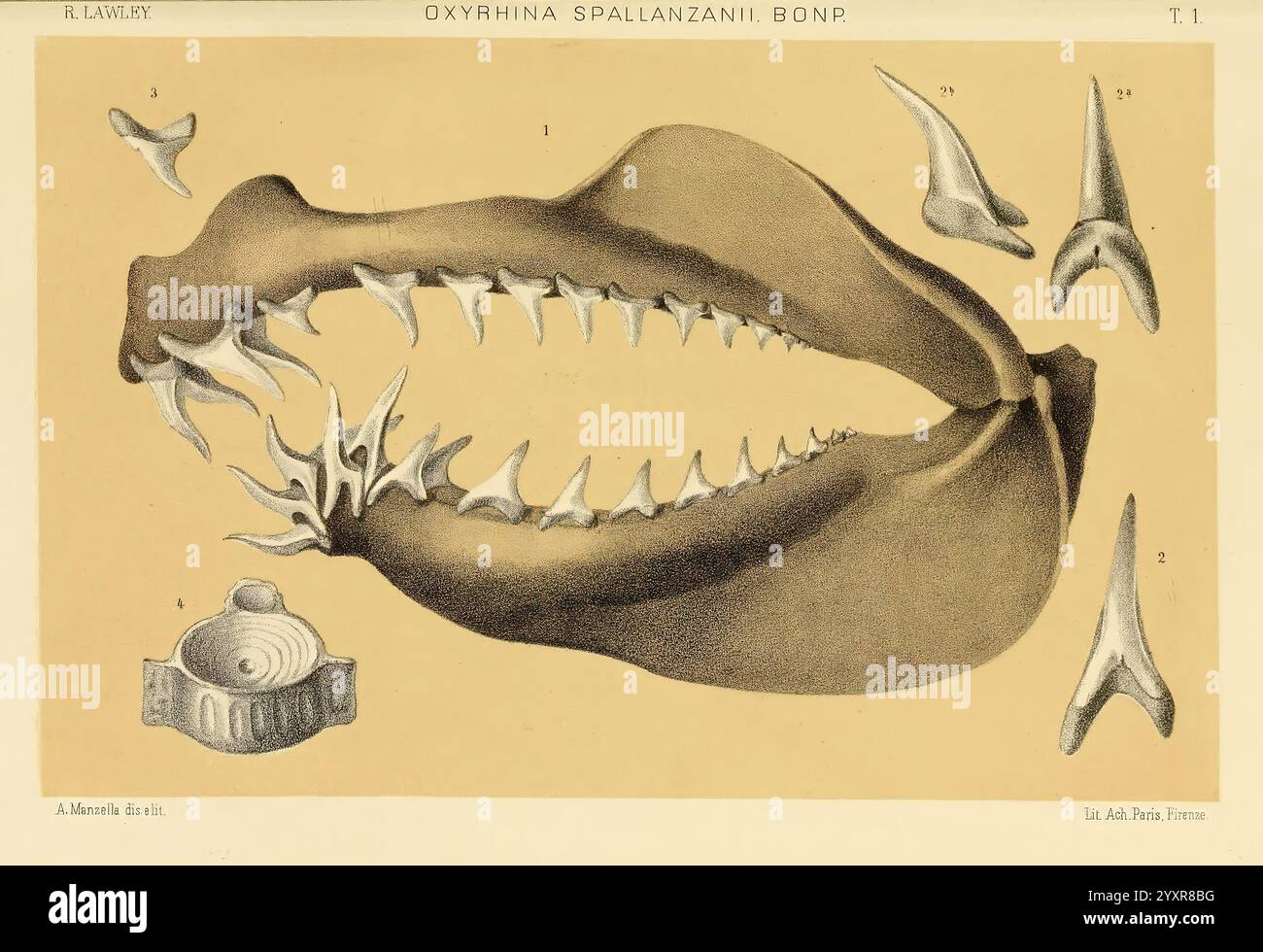 Étude comparative Pesci Fossili Viventi Generi Carcharodon Oxyrhina Galeocerdo Pisa T. Nistri 1881 requin Carcharodon Galeocerdo poissons fossiles requins fossiles histoires de fossiles, l'illustration présente une description scientifique détaillée d'un organisme marin connu sous le nom de ''Oxytropis sp.'' avec divers éléments anatomiques. La coquille allongée est bien en évidence, présentant des caractéristiques distinctes telles que des crêtes et une surface lisse, qui sont caractéristiques de l'espèce. Autour de la coquille se trouvent plusieurs structures pointues ressemblant à des dents, représentant probablement des fragments dentaires ou une anatomie supplémentaire Banque D'Images