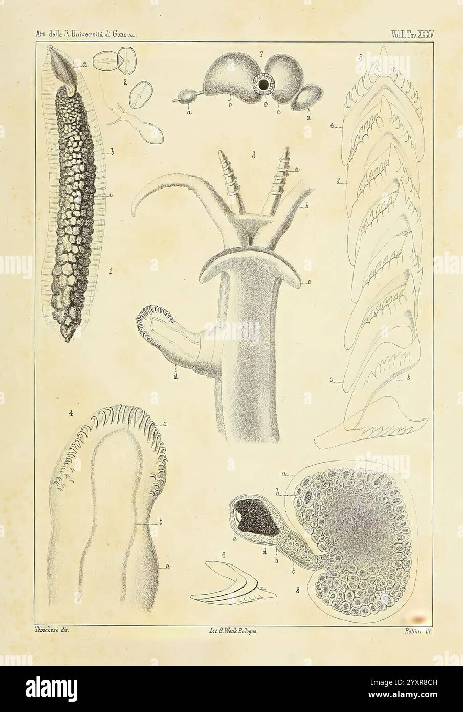 Æolididae, familles, port, Genova, Bologna, TIPI Gamberini, Parmeggiani, 1877-1881, Italy, Gênes, mollusques, Olividae, cette illustration présente une représentation détaillée de divers organismes marins, mettant en valeur leurs structures anatomiques. En haut au centre, une représentation simplifiée d'un céphalopode est étiquetée, soulignant ses caractéristiques distinctives. A gauche, des structures allongées en forme de tentacules sont illustrées, représentant éventuellement des adaptations spécifiques. La figure centrale montre une structure tubulaire, suggérant un type de siphon ou d'appareil d'alimentation, avec des étiquettes d'accompagnement numérotées pour identifi Banque D'Images