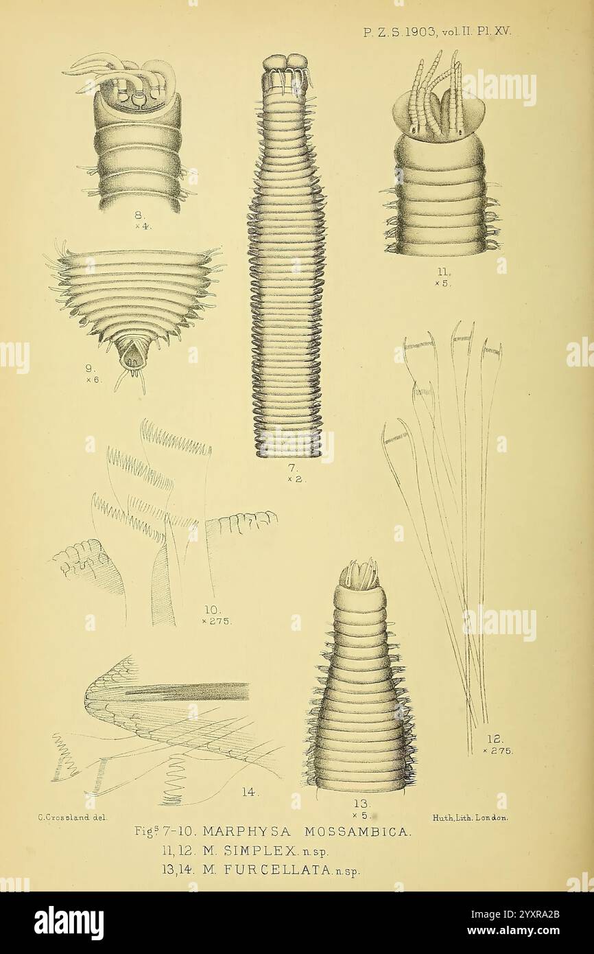 Proceedings of the Zoological Society of London, London, Academic Press Periodicals, Zoology, l'illustration présente diverses représentations anatomiques de l'espèce d'annélide marine Marphysa mossambica, ainsi que d'espèces apparentées. Les dessins détaillés mettent en évidence les caractéristiques morphologiques distinctes des organismes, telles que leurs corps segmentés, leurs structures ressemblant à des poils et leurs adaptations uniques. Chaque figure est méticuleusement étiquetée avec des numéros et des descriptions, fournissant un aperçu de la classification et des caractéristiques de ces invertébrés marins. L'arrangement met l'accent sur les diversi Banque D'Images