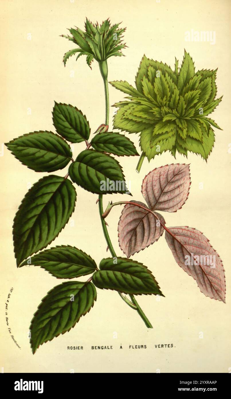 Flore des serres et des jardins de l'Europe A Gand, chez Louis van Houtte, éditeur, 1845-1880, l'illustration présente une étude botanique de la rose du Bengale, mettant en valeur ses feuilles distinctes et ses caractéristiques florales. Les détails complexes du feuillage vert, qui comprend des feuilles dentelées et à bords lisses, démontrant l'adaptabilité de la plante, sont proéminents. L'image met en évidence les différentes nuances de vert, accentuées par des notes de teinte rosée sur certaines feuilles, suggérant une transition dans la maturation ou la santé de la plante. En dessous de la plante, une étiquette donne le nom ''Rosier Bengale à Banque D'Images