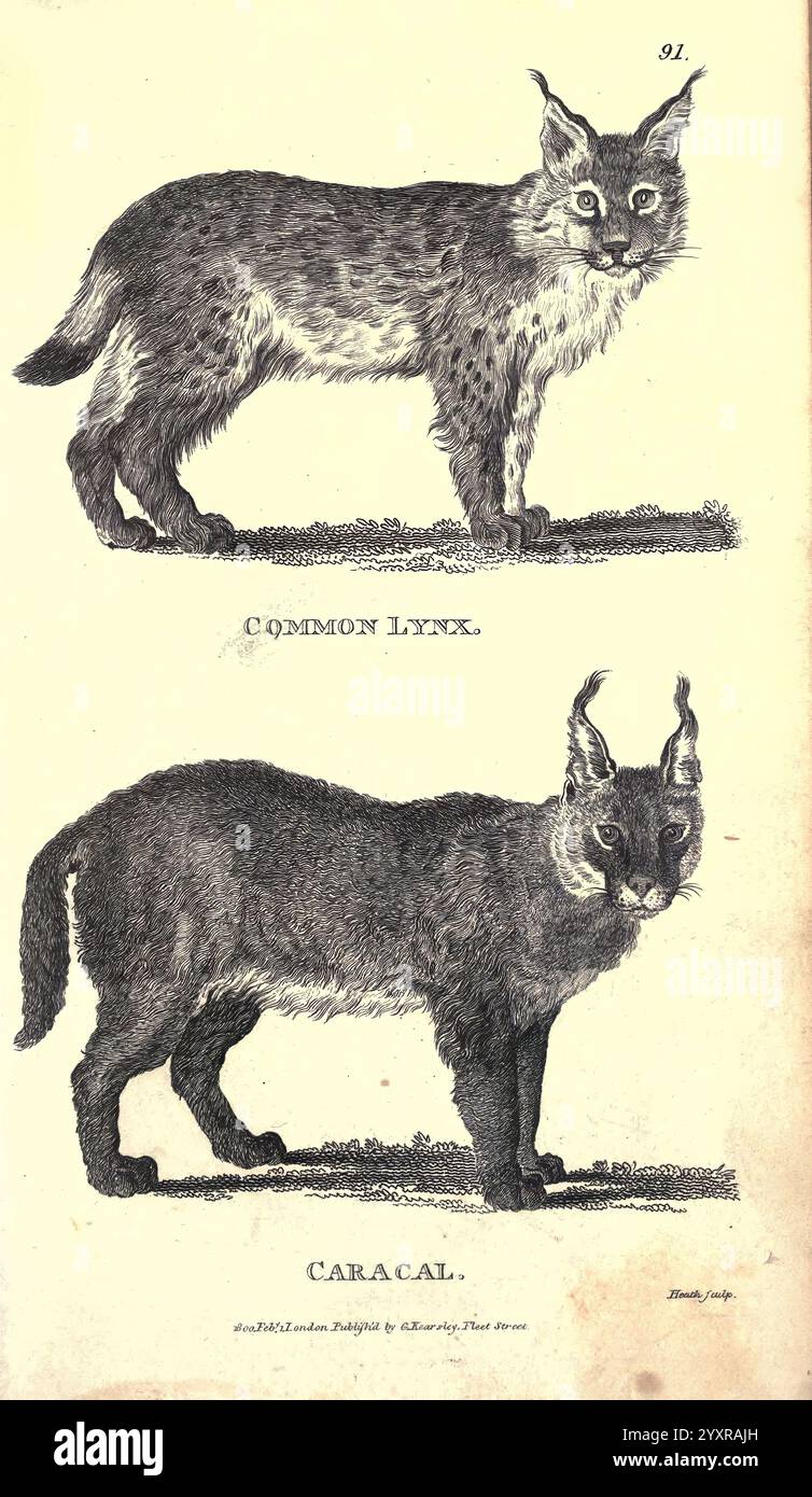 Zoologie générale, ou histoire naturelle systématique pt. Londres, imprimé pour G. Kearsley, 1800-1826, Zoology, Lynx lynx, Caracal caracal, deux représentations illustrées de caractères génériques sont affichées. La section supérieure représente un lynx commun, caractérisé par ses oreilles tuftées, son corps court et son pelage tacheté distinct, sur un fond simple qui souligne sa position élégante. La section inférieure présente un Caracal, connu pour ses longues touffes d'oreilles pointues et sa musculature, dégageant une sensation de force et d'agilité. Les deux illustrations sont étiquetées et mettent en valeur les traits uniques de chaque espèce, highli Banque D'Images