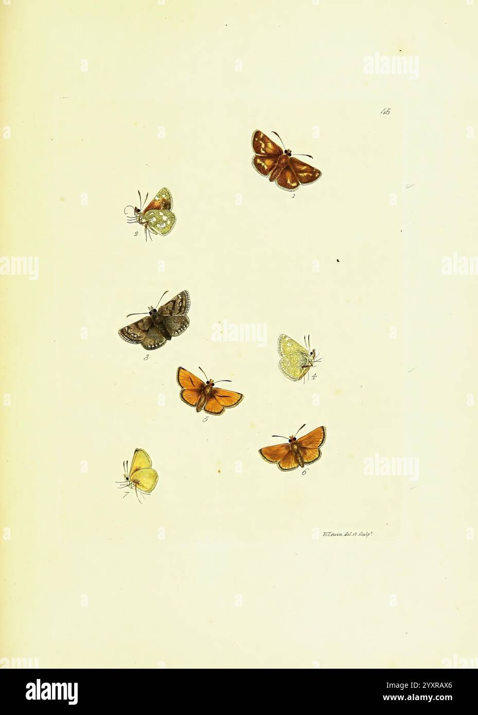 Le, papilios, de, Grande-Bretagne, Londres, imprimé, pour J. Johnson, 1795, Grande-Bretagne, papillons., une collection de papillons magnifiquement illustrés disposés sur un fond pâle. La composition présente diverses espèces, chacune affichant des couleurs et des motifs distincts, mettant en valeur la diversité de leurs ailes. Les papillons sont numérotés pour l'identification, fournissant une touche savante qui suggère un contexte éducatif ou scientifique. La représentation met en évidence des détails complexes tels que la texture des ailes et les antennes délicates, contribuant tous au charme de l'œuvre et à l'apprec Banque D'Images