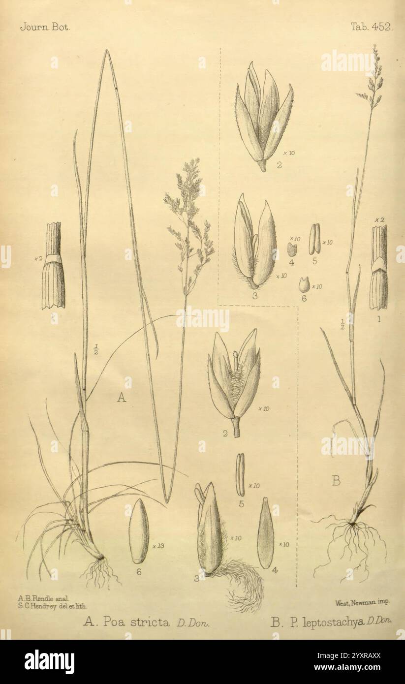 Journal of Botany, British and Foreign London, Robert Hardwicke, 1863-1942 Botany Great Britain Periodicals plants, l'illustration présente des études botaniques détaillées de deux espèces d'herbe. Sur la gauche, **Poa stricta** est représenté, mettant en valeur ses tiges hautes et minces et ses délicats épillets floraux. Le dessin comprend des étiquettes identifiant les structures clés telles que les feuilles, l'inflorescence et d'autres caractéristiques botaniques, le tout rendu avec une attention méticuleuse aux détails. Sur la droite, **Poa leptostachya** est illustré de manière similaire, mettant en évidence sa petite stature et son caractère distinctif en épi Banque D'Images