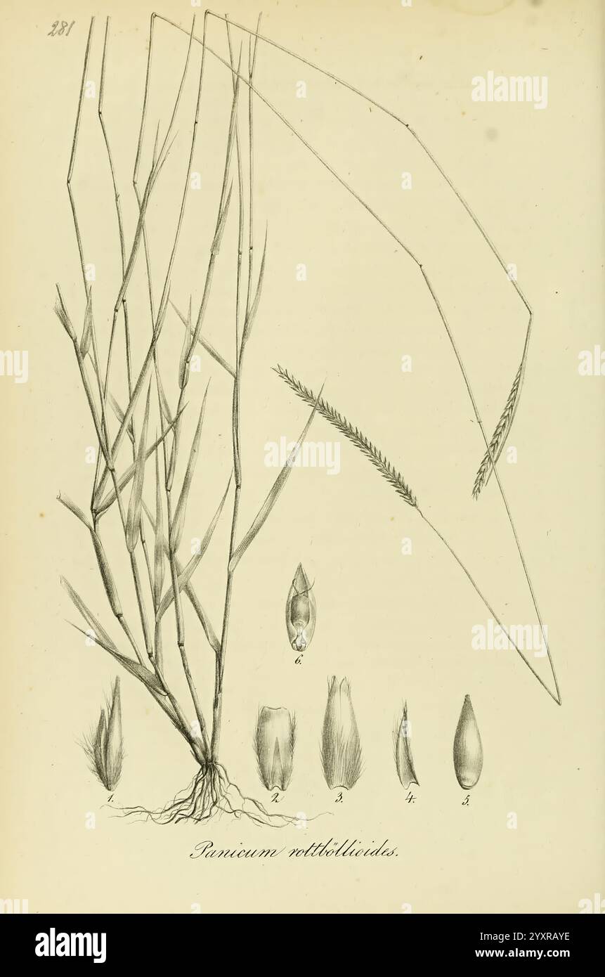 Species Graminum, Petropoli, Impensis Academiae Imperialis Scientiarum, 1828-1836, Gramineae, œuvres picturales, graminées, L'illustration représente une étude botanique de l'espèce Panicum verticillatum, mettant en évidence la structure et les caractéristiques de la plante. La tige principale est illustrée avec des lames minces et allongées, soulignant son schéma de croissance naturel. Ci-dessous, différentes parties de la plante sont détaillées, y compris les têtes de graines et les épillets, chacun étiqueté pour indiquer leurs caractéristiques spécifiques. L'accent mis à la fois sur la morphologie globale et les détails délicats souligne la classification de la plante et u Banque D'Images