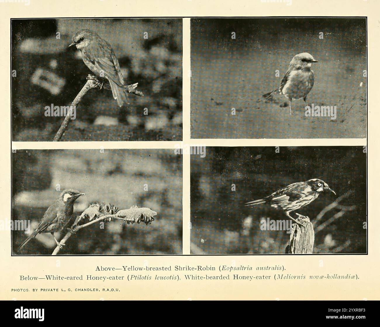 The Emu, Melbourne, Royal Australasian Ornithologists Union, 1901, Australasie, oiseaux, ornithologie, périodiques, la plaque affiche quatre images distinctes montrant diverses espèces d'oiseaux, chacune capturée dans des poses et des orientations différentes. La section supérieure gauche présente un petit oiseau vivant perché sur une branche mince, mettant en valeur ses fines plumes et son regard pointu. Adjacente à elle, l'image en haut à droite présente une espèce d'oiseau différente, peut-être à mi-vol ou dans une position verticale, mettant en évidence ses marques uniques. La section inférieure gauche présente un autre sujet aviaire, se concentrant peut-être sur son beh d'alimentation Banque D'Images