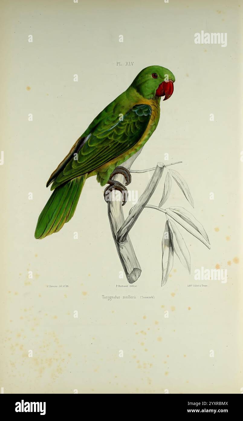 Iconographie des perroquets, Paris, P. Bertrand, 1857, oiseau, oiseaux, perroquets, perroquets, œuvres picturales, œuvres populaires, taxonomie : binomial = Tanygnathus sumatranus, perroquet à dos bleu, perroquet vert bien illustré perché sur une branche de bambou mince. L'oiseau présente un bec rouge frappant et des accents de vert et de jaune plus profond sur ses ailes, mettant en valeur ses plumes avec des détails complexes. La toile de fond met en valeur l'habitat naturel, mettant en valeur les couleurs vives et le comportement vivant du perroquet. Le nom scientifique, ''Tanygnathus megalorynchos', est élégamment affiché sous l'illustration, i. Banque D'Images
