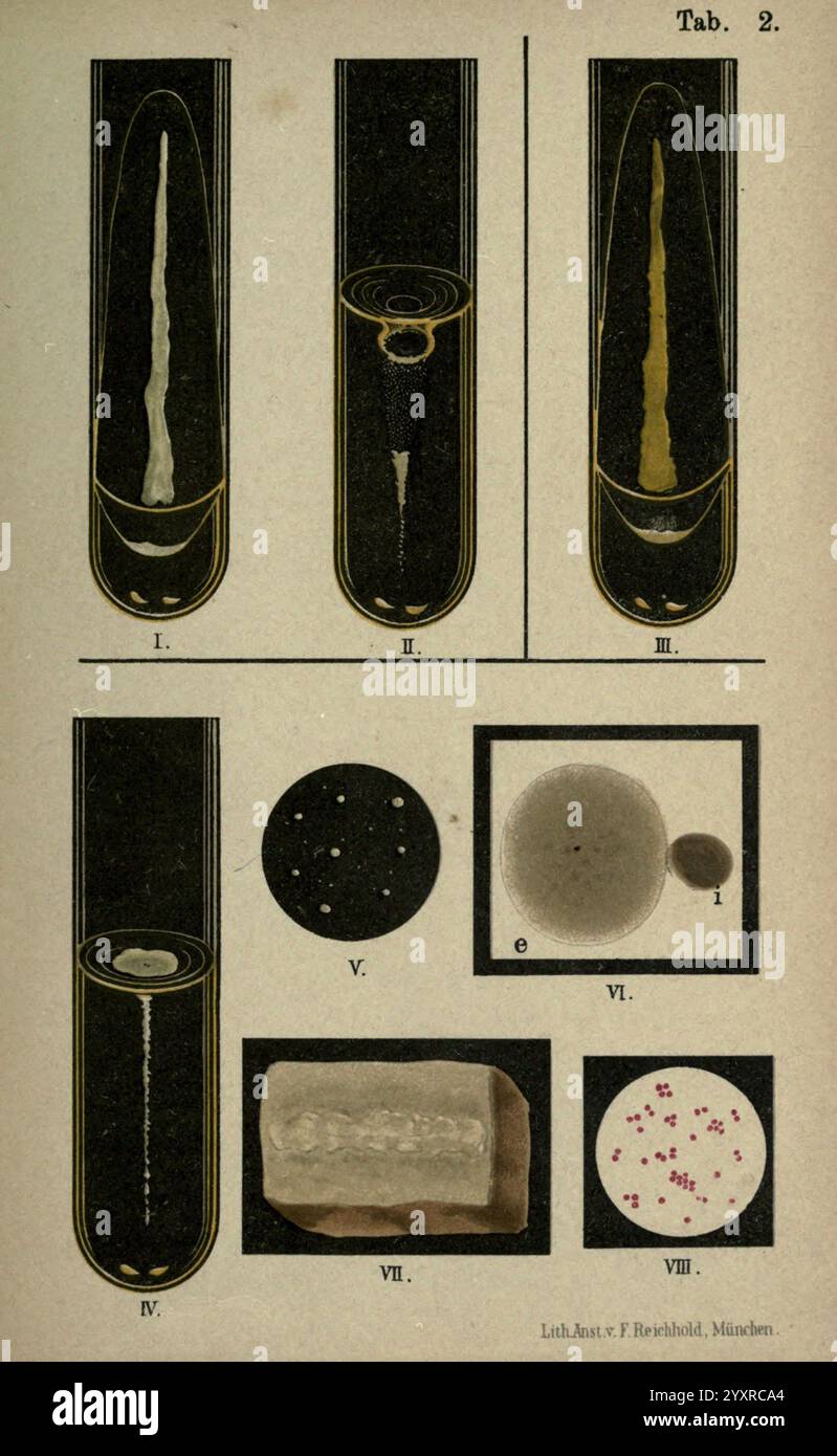 Atlas and Essentials of Bacteriology, New York, William Wood & Co, 1897, bactéries, atlas, techniques bactériologiques, L'illustration montre une série d'expériences et d'observations scientifiques. La section supérieure contient trois tubes étiquetés I, II et III, chacun montrant des phénomènes différents. Le premier tube montre un filet mince, créant des ondulations autour de son extrémité ; le second présente un motif circulaire tourbillonnant en haut ; et le troisième a une substance jaune qui semble se déposer. La section inférieure présente des observations supplémentaires, avec le tube IV comportant des couches distinctes, étiquetées V a Banque D'Images