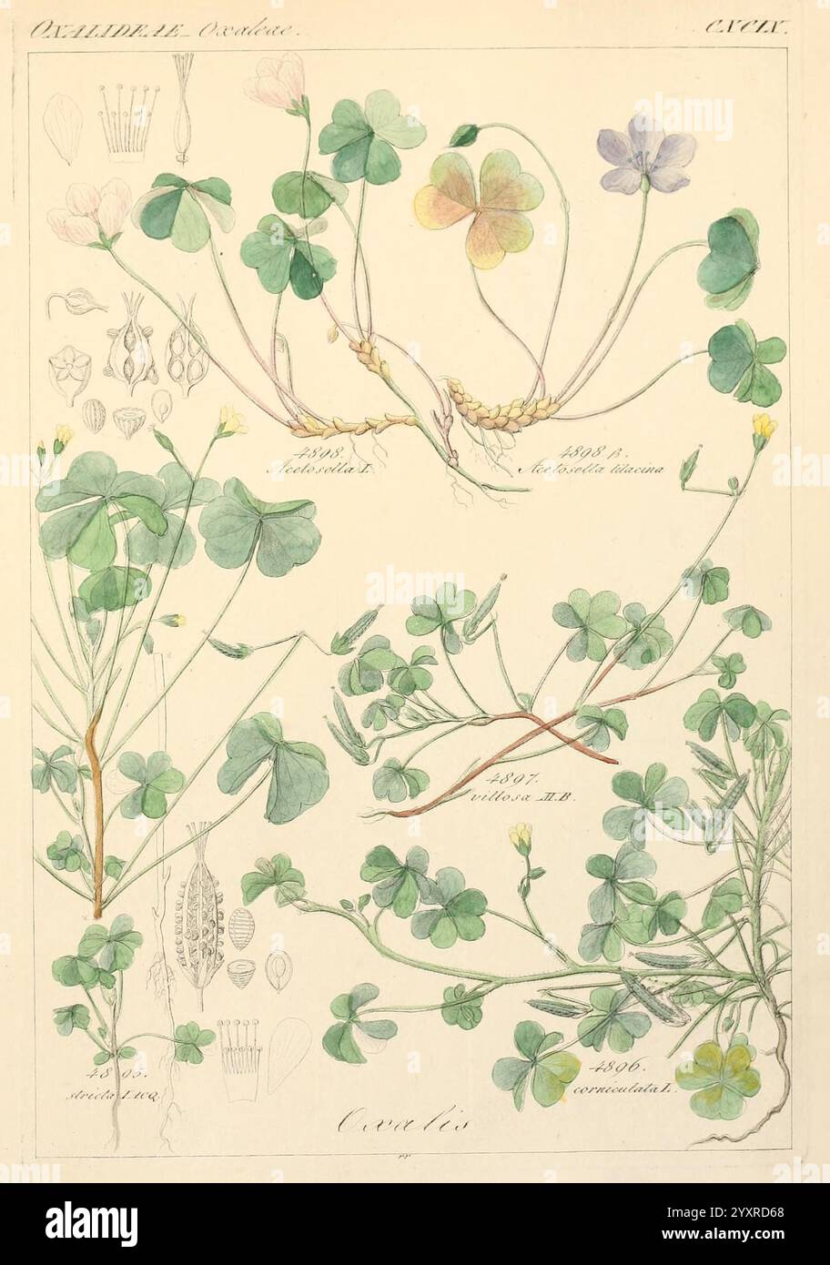 Icones florae Germanicae et Helveticae, simul Pedemontanae, Tirolensis, Istriacae, Dalmaticae, Austriacae, Hungaricae, Transylvanicae, Moravicae, Borussicae, Holsaticae, Belgicae, Hollandicae, ergo Mediae Europae. Lipsiae, F. Hofmeister 1834-1912. [v. 1, 1850], Europe, œuvres picturales, plantes, L'illustration présente diverses espèces de trèfle, mettant en valeur leurs formes de feuilles distinctes, leurs structures florales et leurs systèmes racinaires. Chaque plante est méticuleusement détaillée, mettant en évidence les caractéristiques uniques de ses feuilles, qui se composent généralement de trois folioles, souvent associées à la bonne chance. L'Ar Banque D'Images