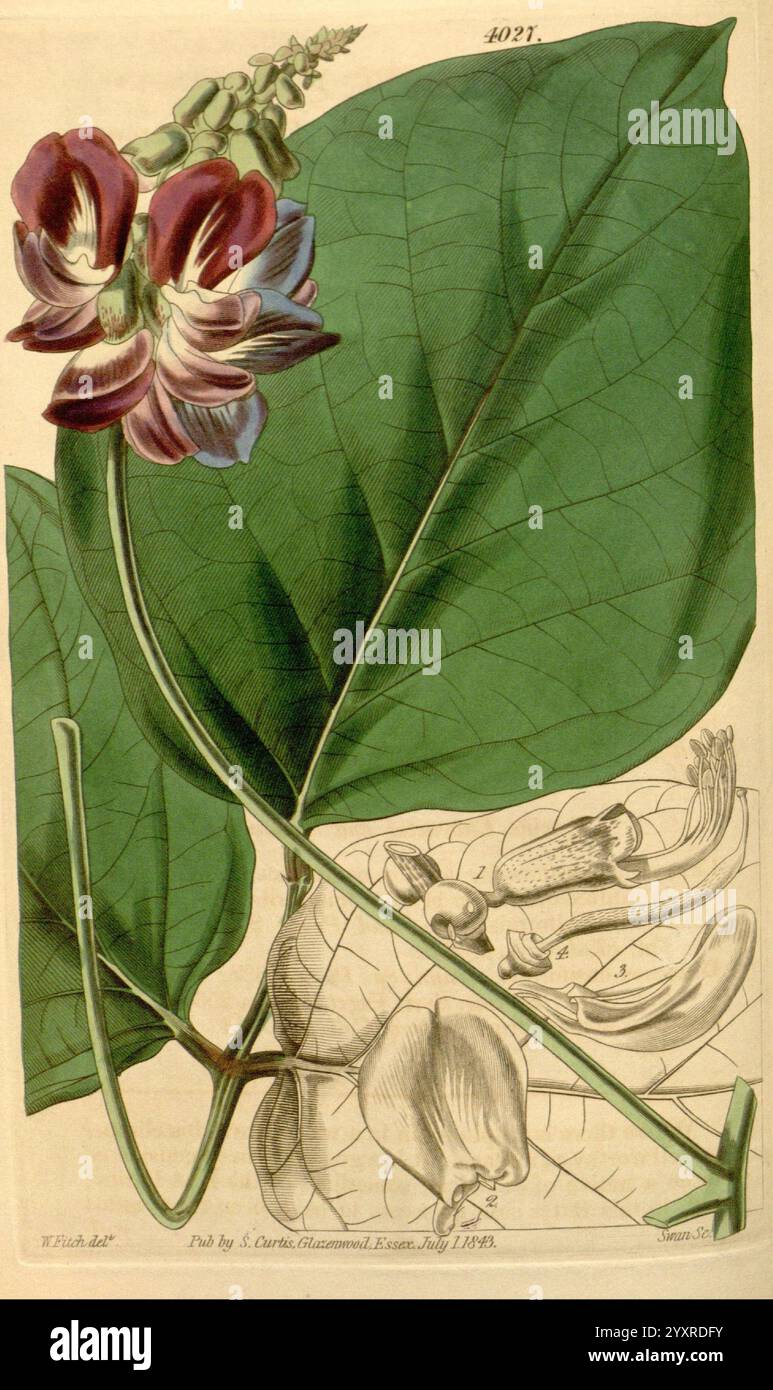 Curtis's Botanical magazine, Londres, New York, illustration botanique, botanique, périodiques, œuvres picturales, plantes ornementales, Curtis, cette illustration botanique présente une fleur saisissante avec des pétales marron et blancs profonds, mettant en valeur des détails complexes dans sa structure. La fleur est bien visible au-dessus d'une grande feuille verte luxuriante, soulignant la beauté naturelle vibrante de la plante. Adjacent à la fleur, une représentation précise de l'anatomie florale est représentée, avec des parties étiquetées, y compris des pétales, des étamines et des ovaires, fournissant un aperçu scientifique de ses caractéristiques reproductives. Le b Banque D'Images